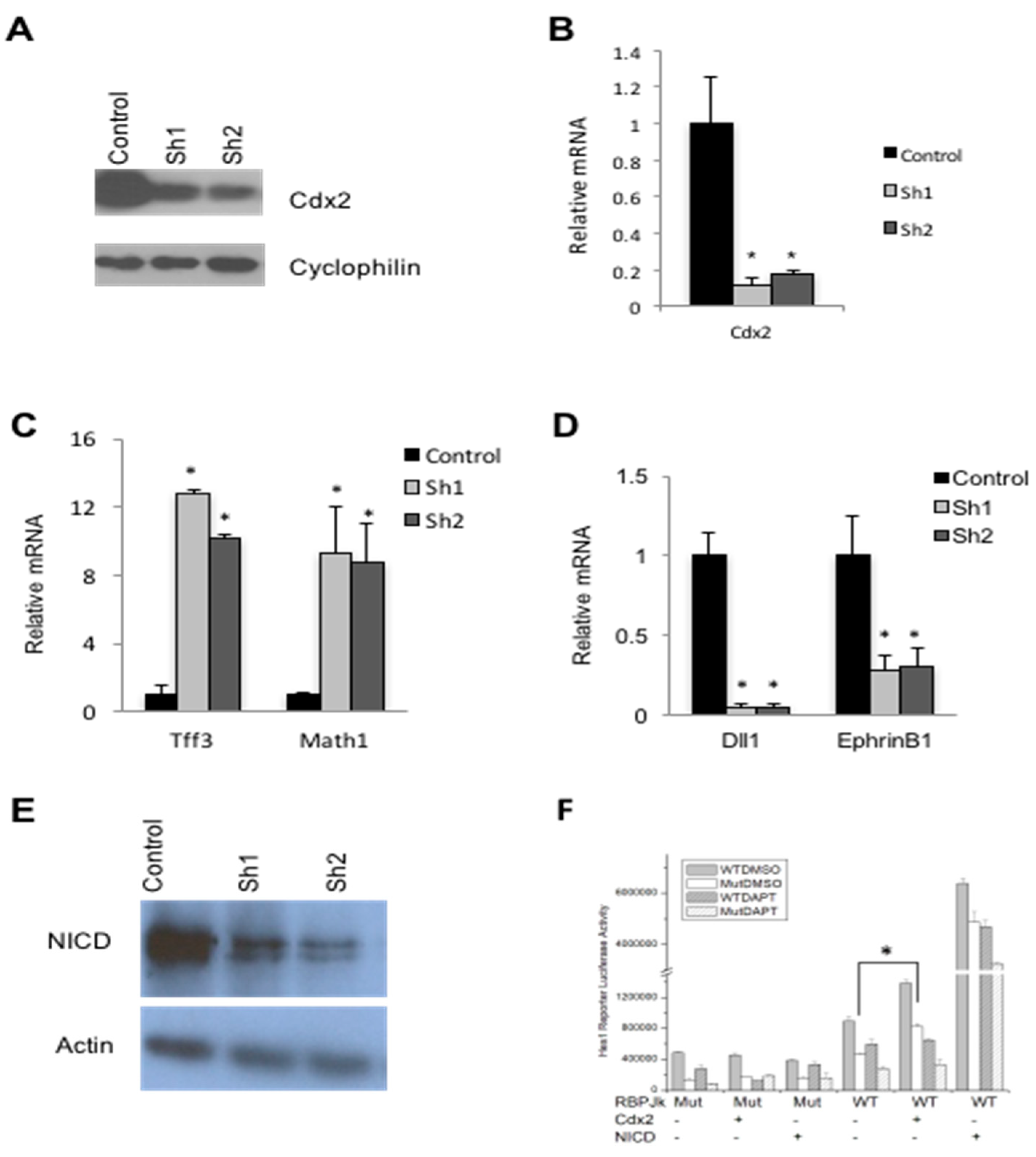 Genes 12 00188 g001 Genes 12 00188 g001