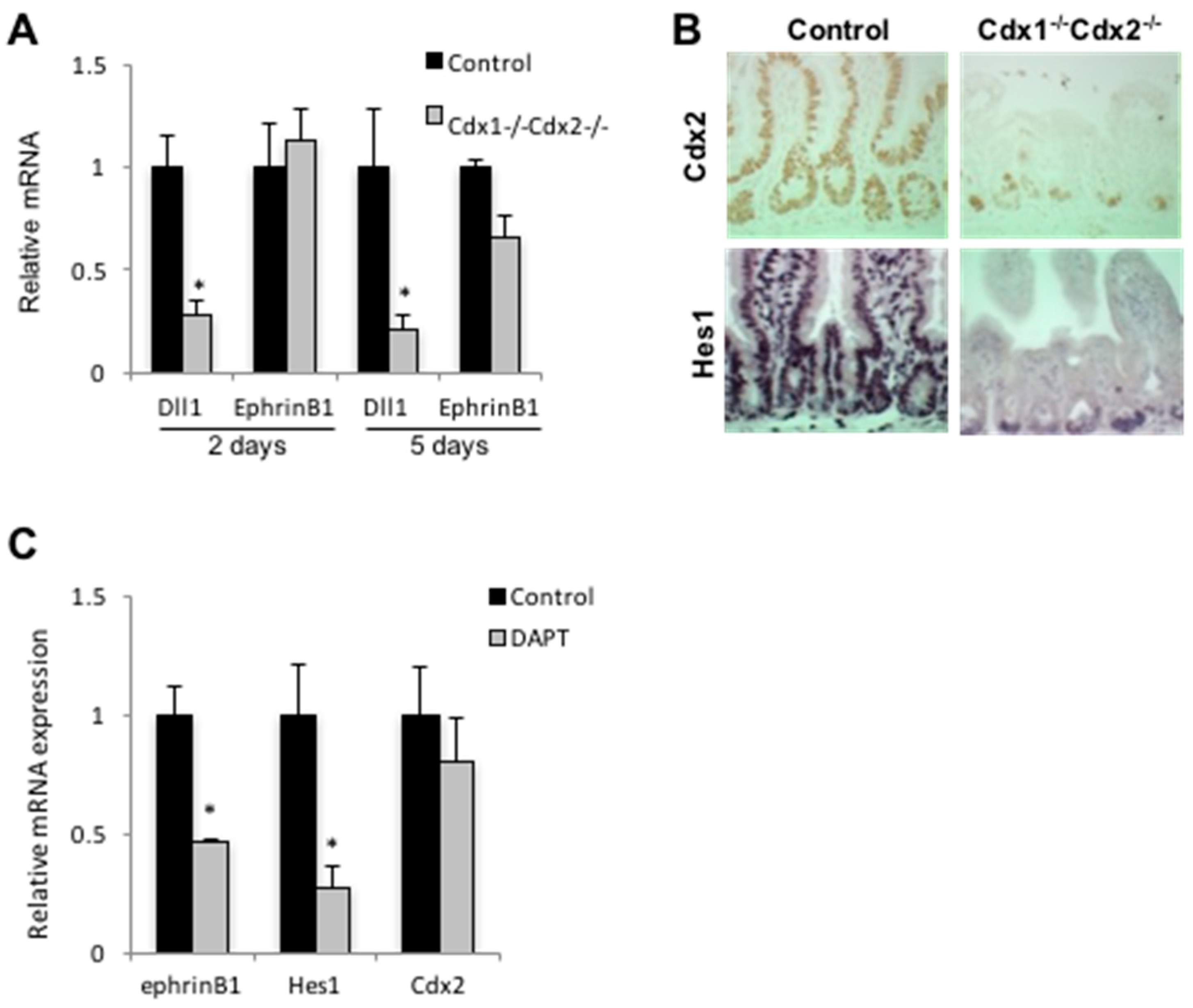 Genes 12 00188 g002 Genes 12 00188 g002