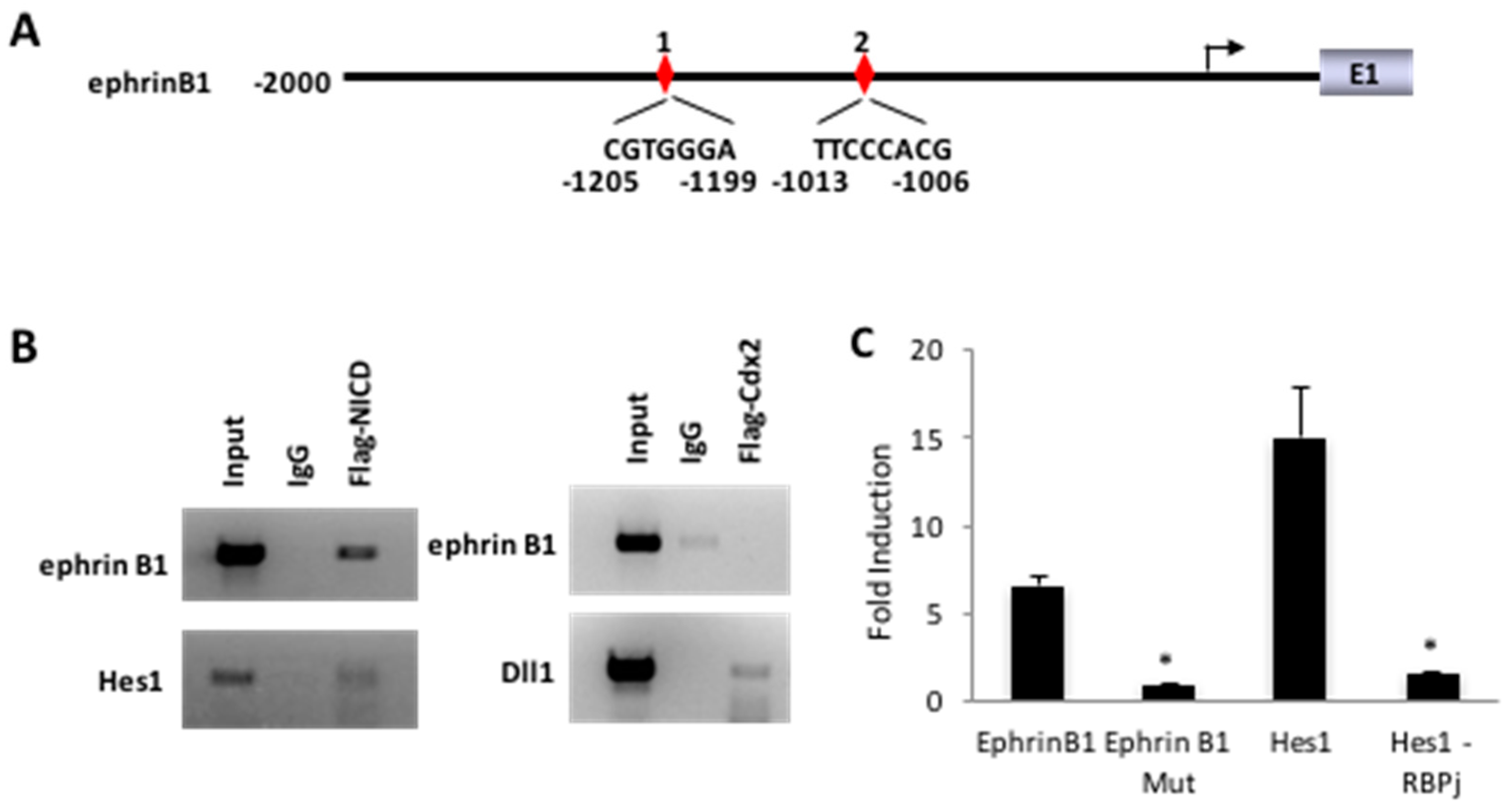 Genes 12 00188 g003 Genes 12 00188 g003