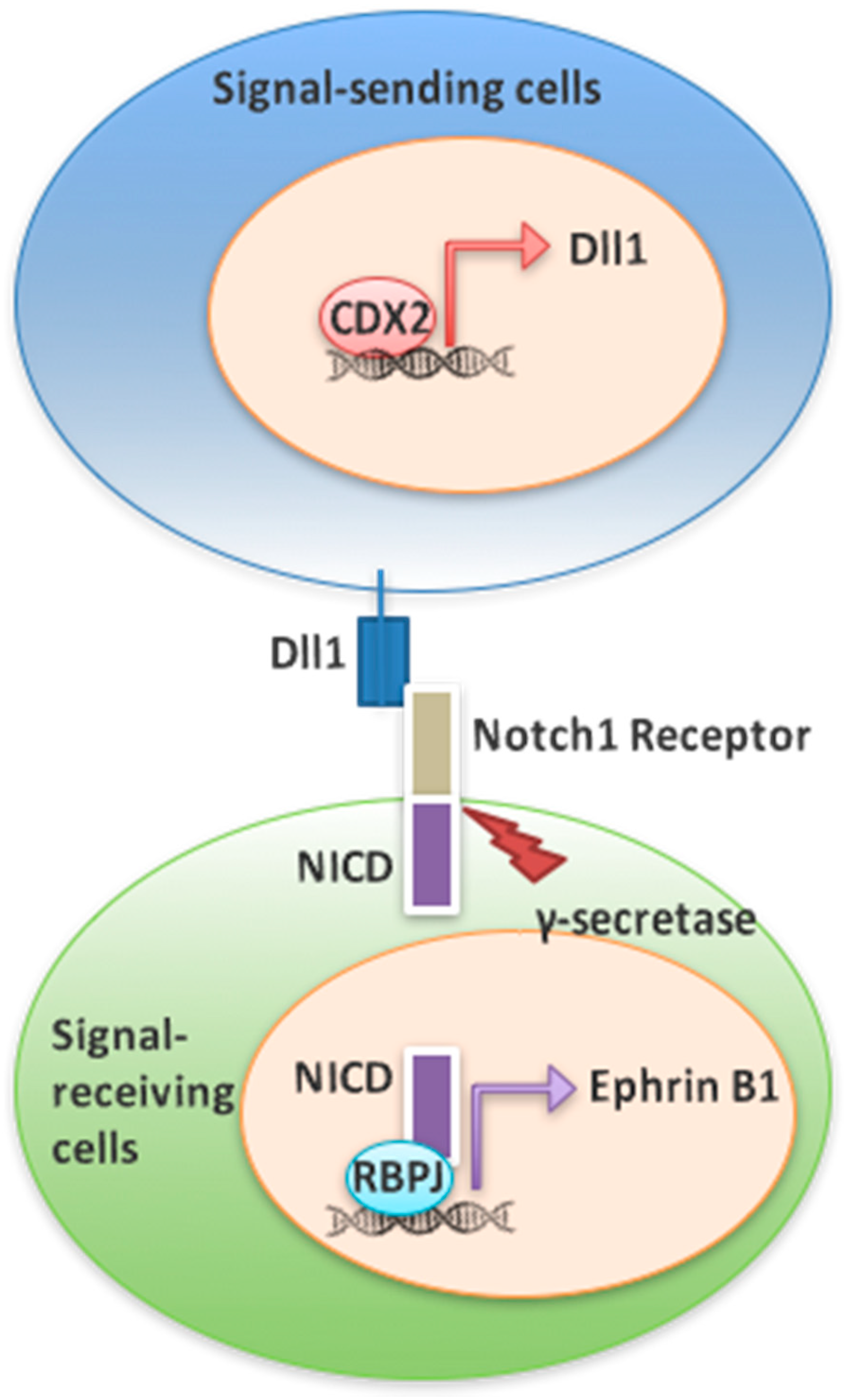 Genes 12 00188 g007 Genes 12 00188 g007