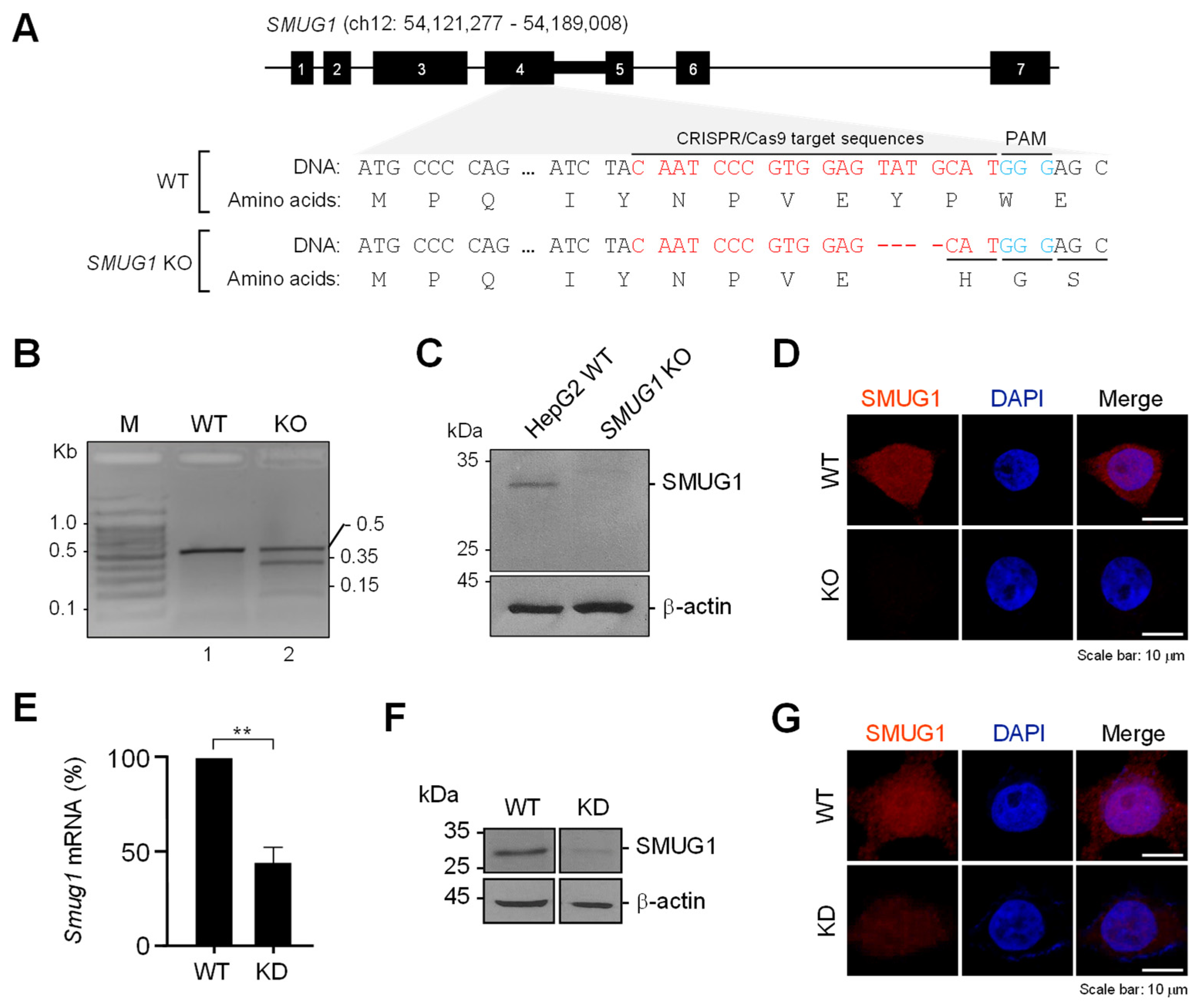 Ablation of SMUG1 Reduces Cell Viability and Increases UVC-Mediated  Apoptosis in Hepatocarcinoma HepG2 Cells
