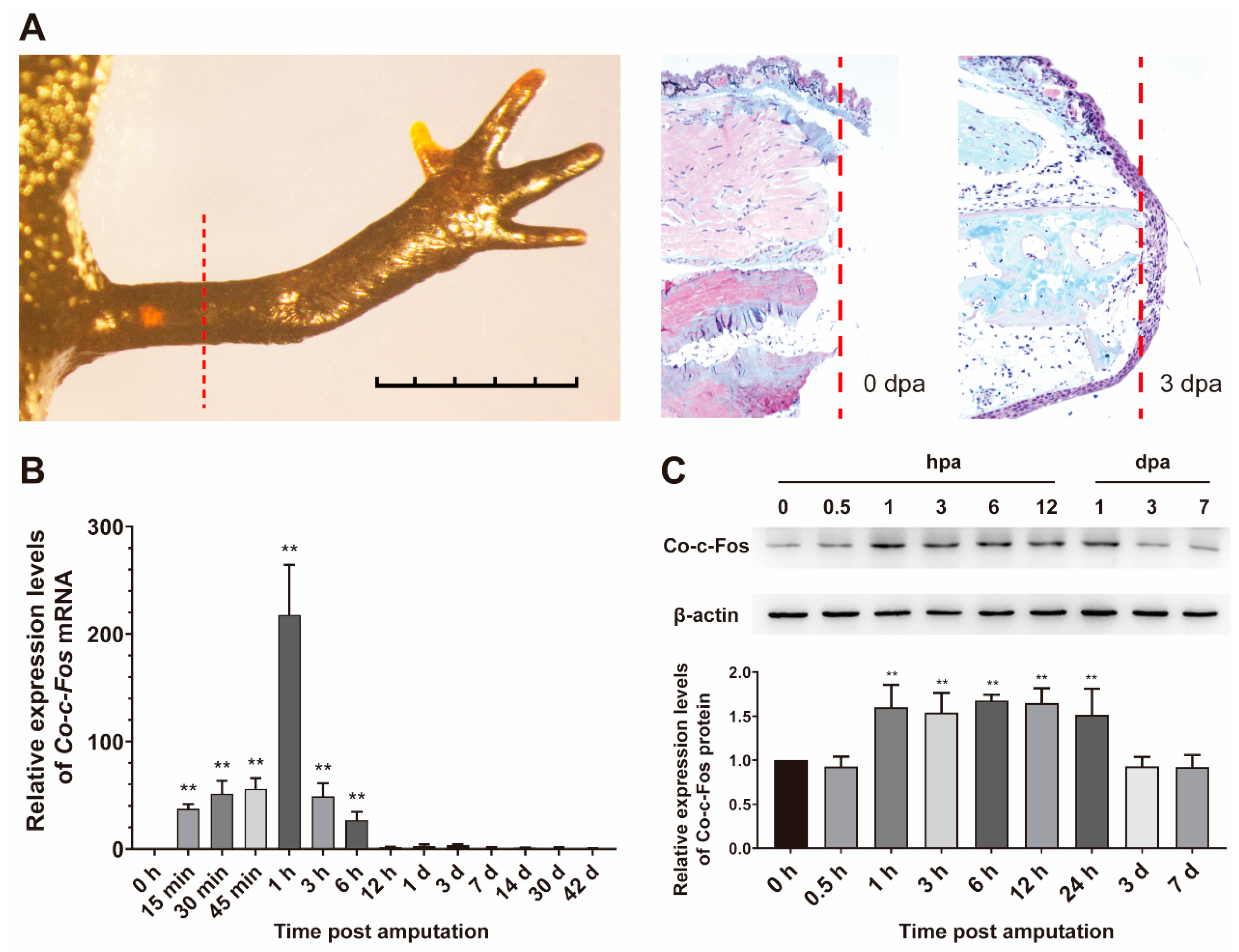 Genes 12 00205 g003 Genes 12 00205 g003