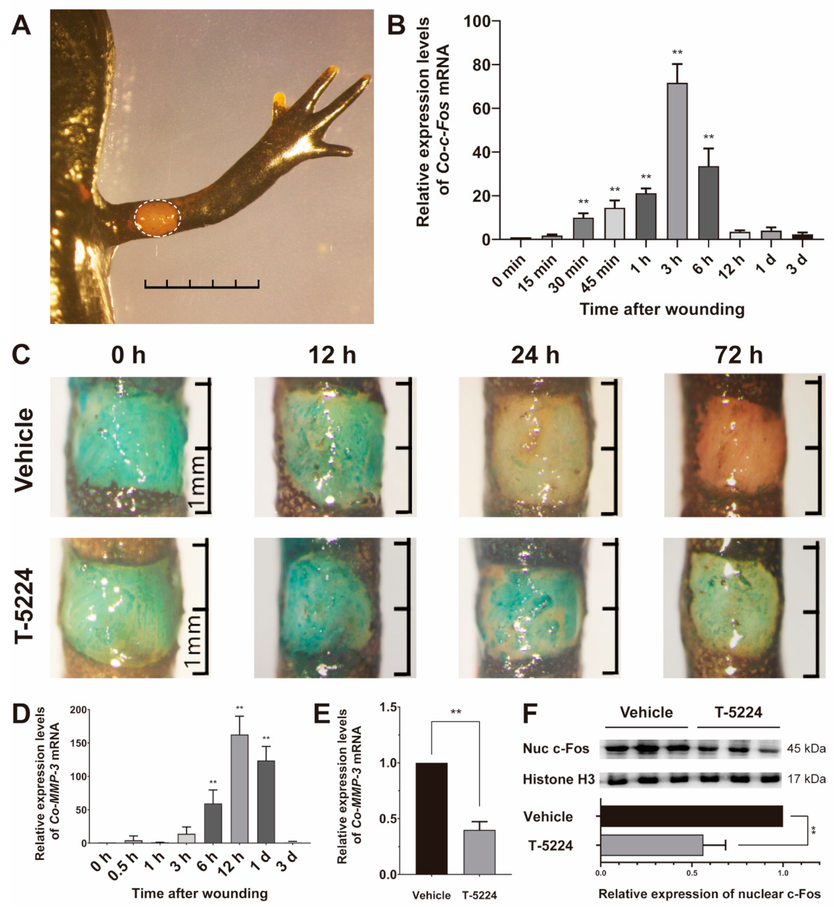 Genes 12 00205 g004 Genes 12 00205 g004