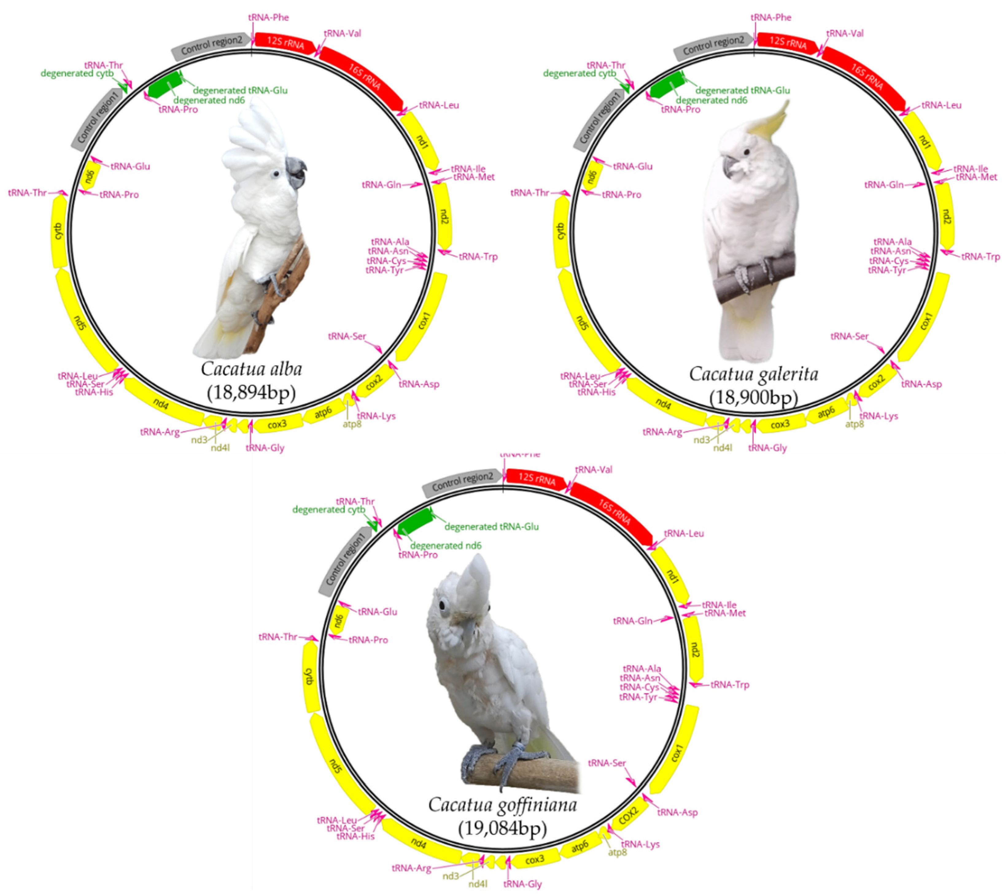 Genes 12 00209 g001 Genes 12 00209 g001