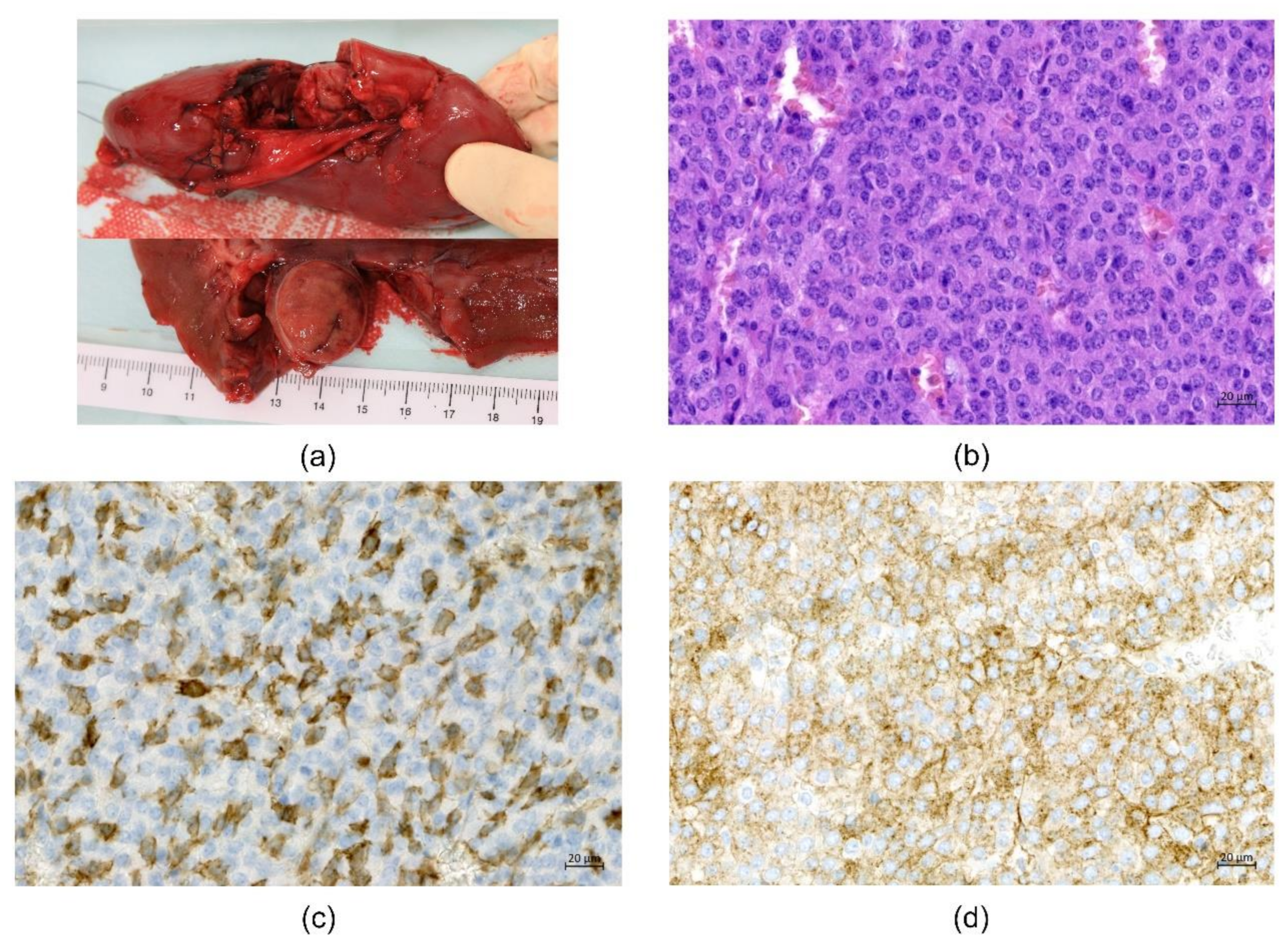 Genes 12 00220 g003 Genes 12 00220 g003