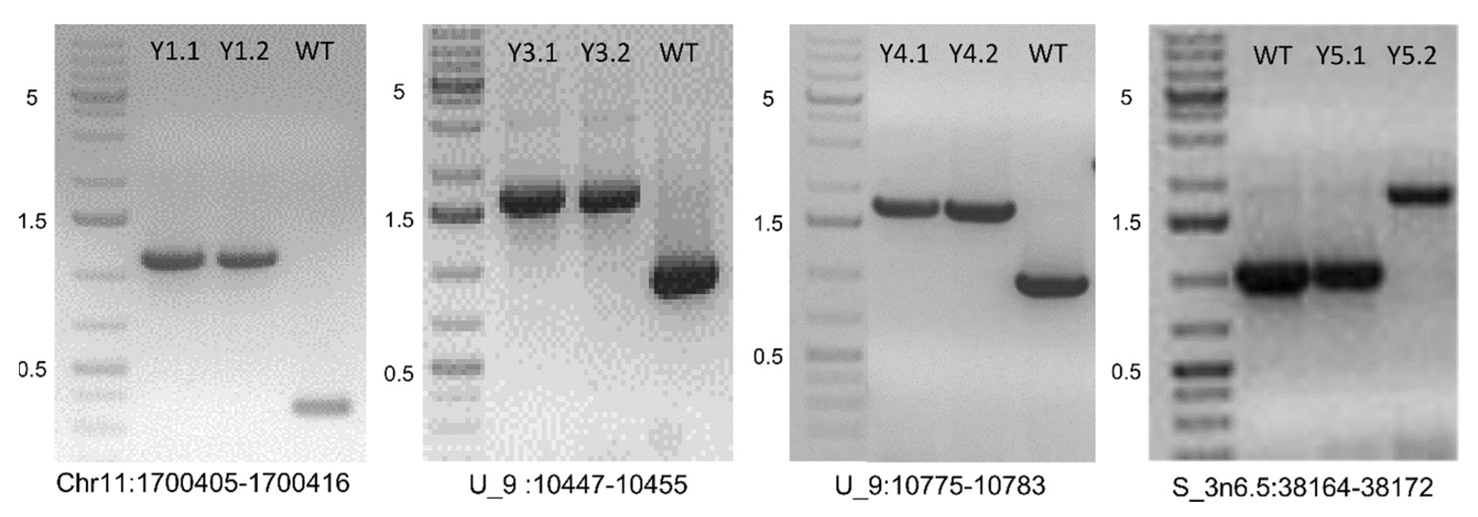 Genes 12 00224 g002