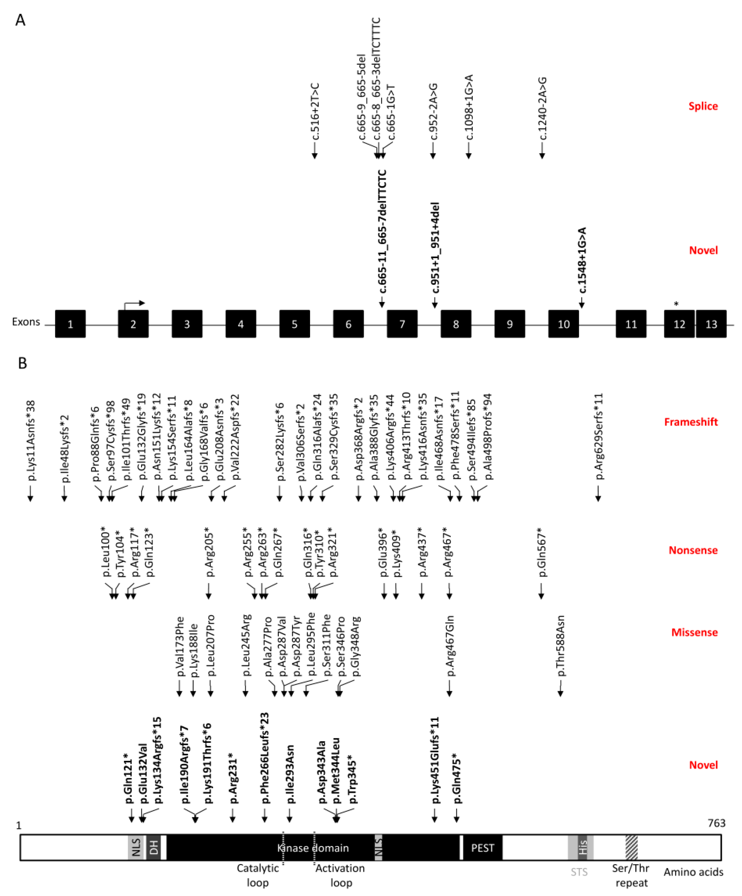 Genes 12 00234 g001 Genes 12 00234 g001