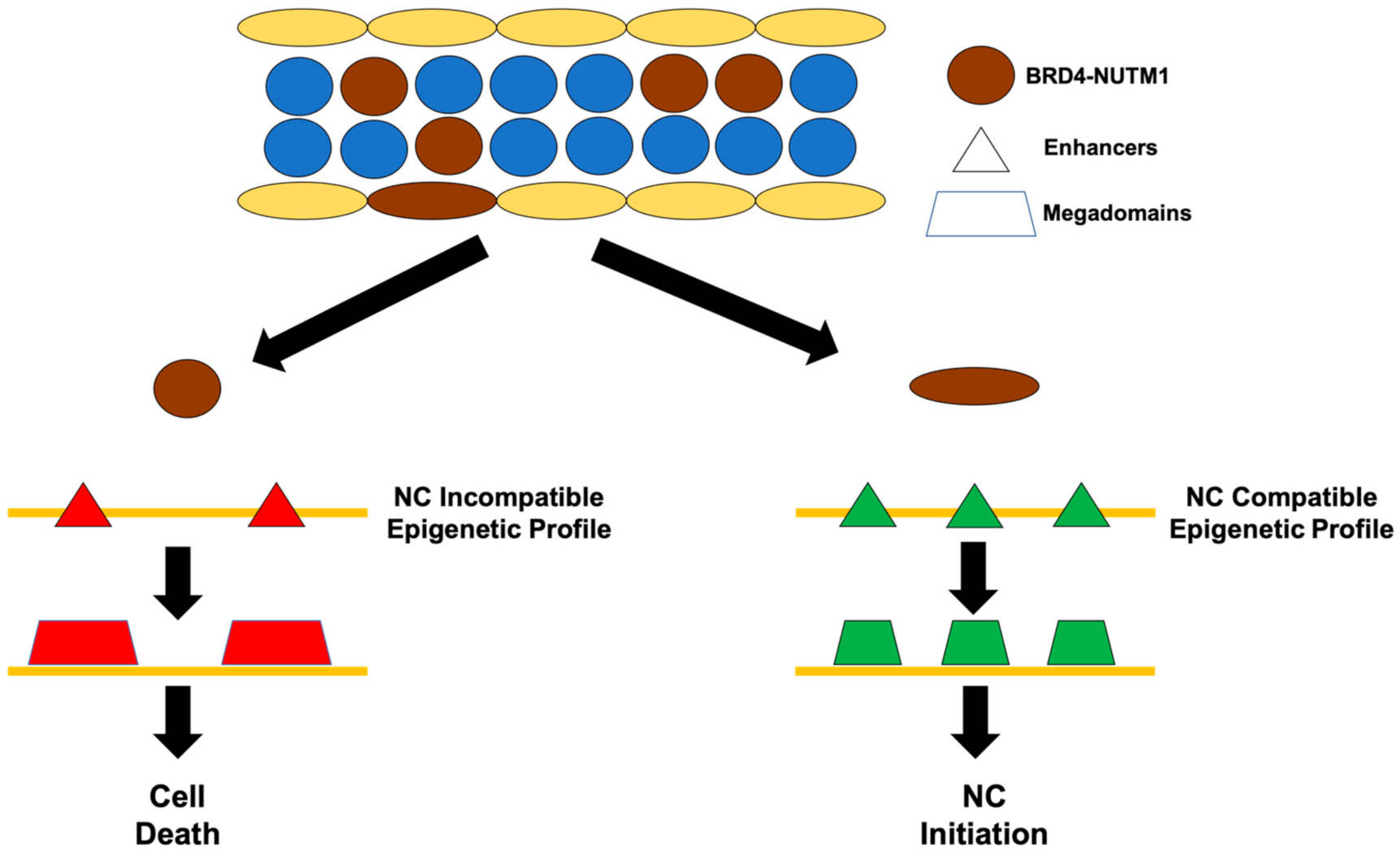 Genes Free FullText Challenges and Opportunities in NUT Carcinoma Research