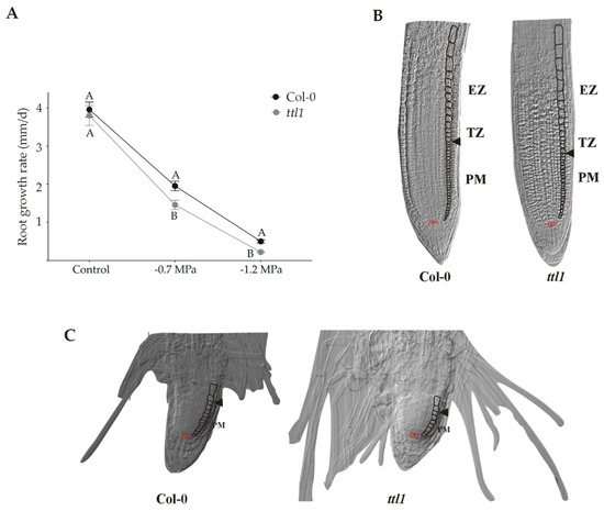 洋書 MORPHOGENESIS Nkx2.7 is a conserved regulator of craniofacial development