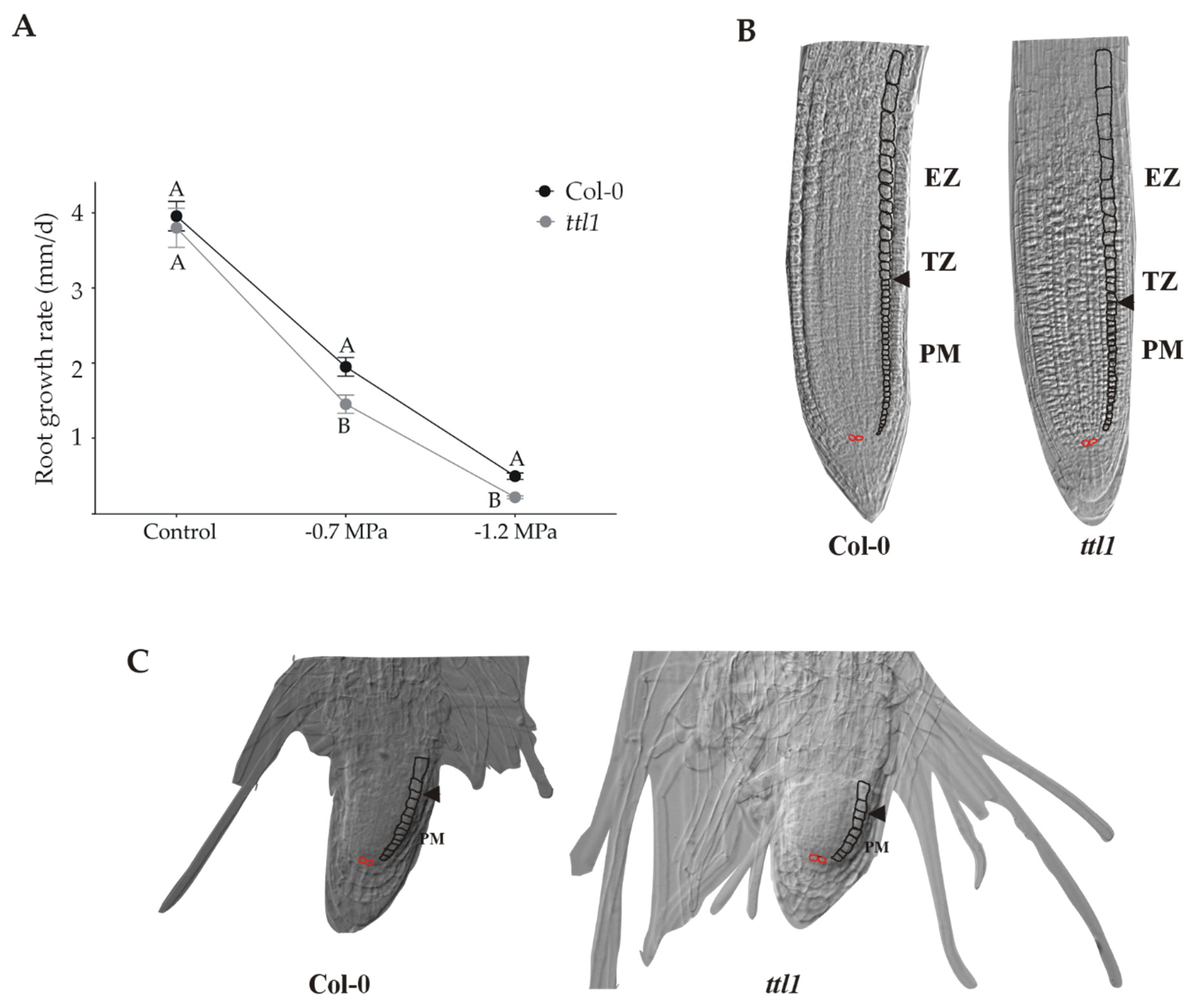 The Arabidopsis TETRATRICOPEPTIDE THIOREDOXIN-LIKE 1 Gene Is