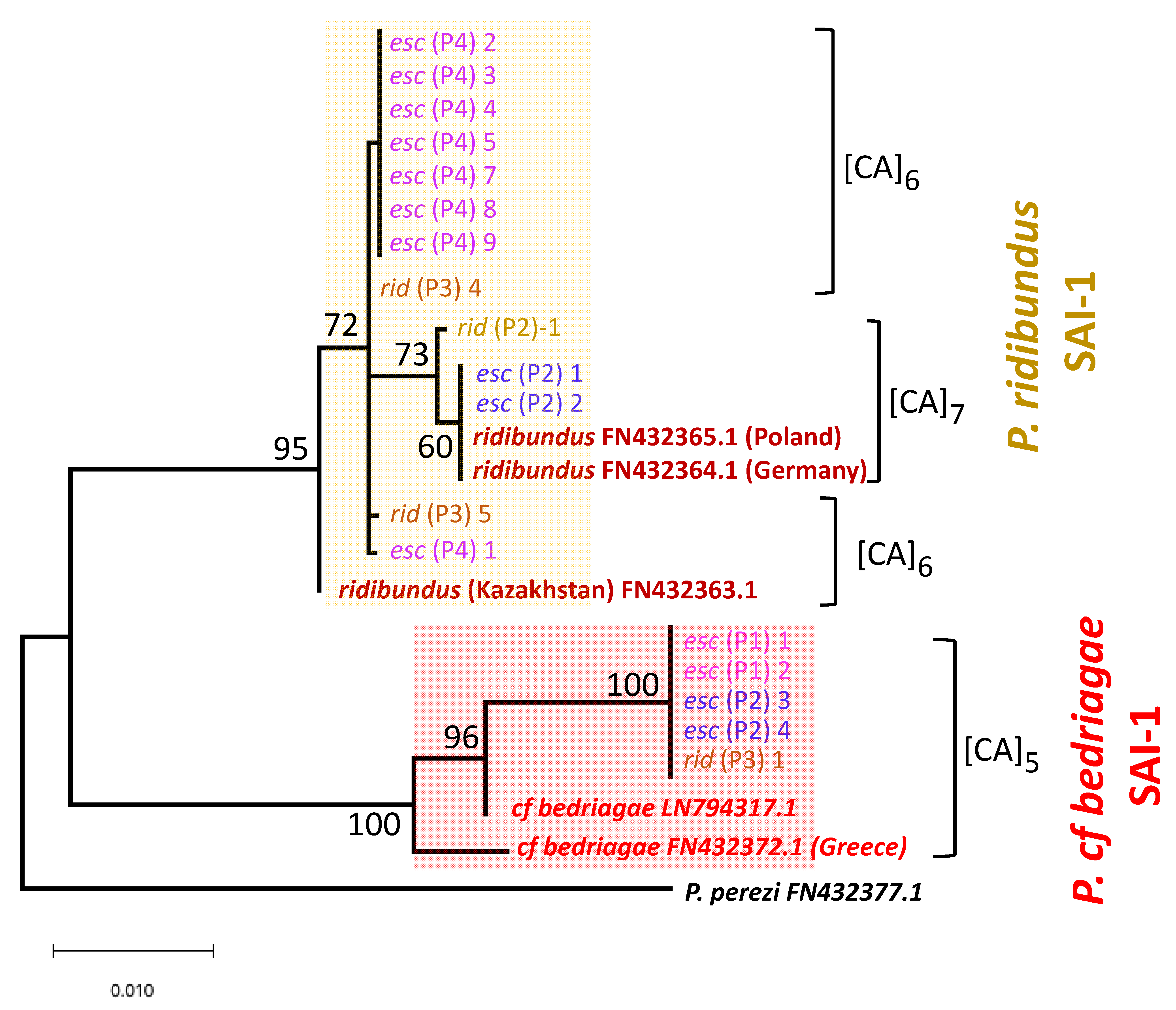 Genes 12 00244 g004