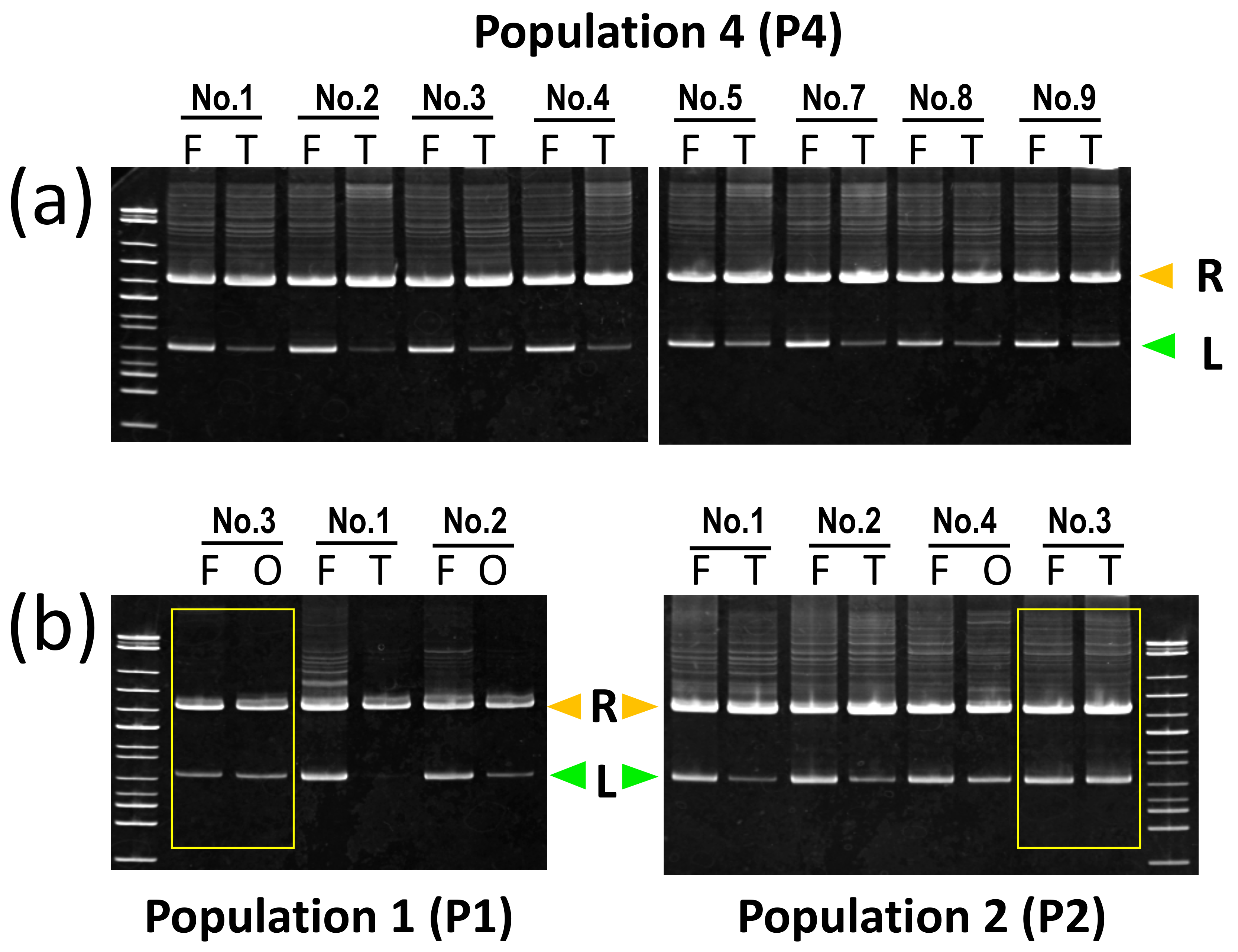 Genes 12 00244 g005