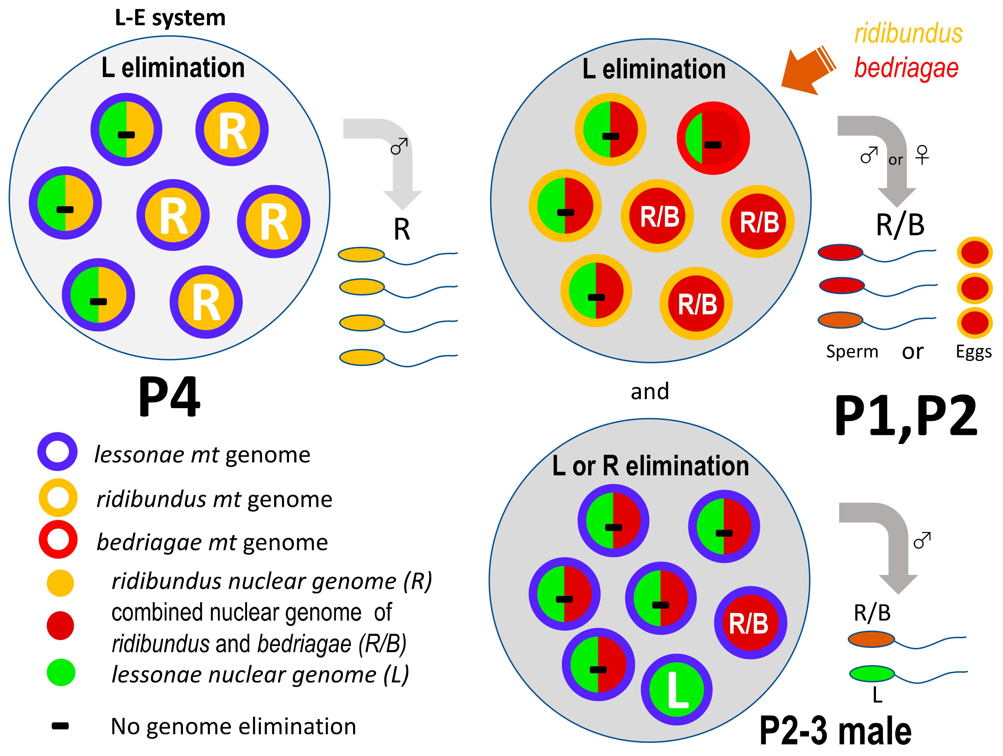 Genes 12 00244 g006
