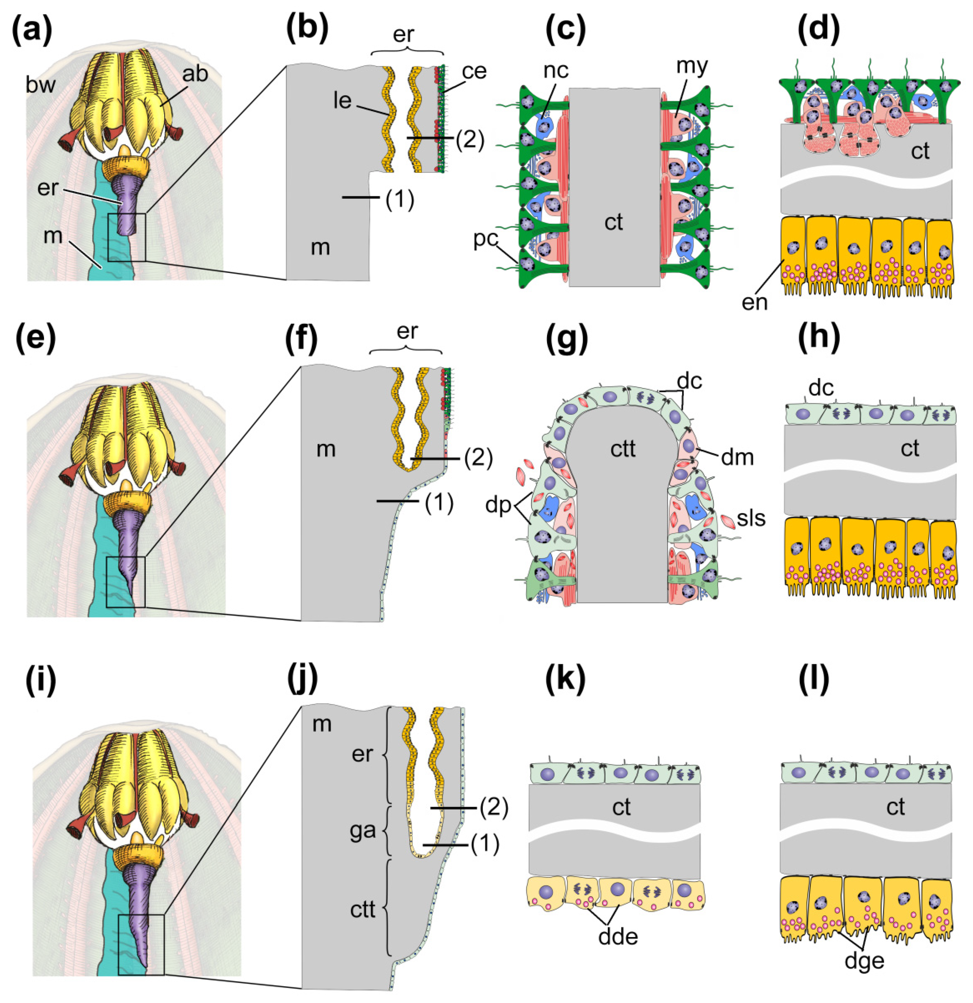 Genes 12 00250 g002 Genes 12 00250 g002