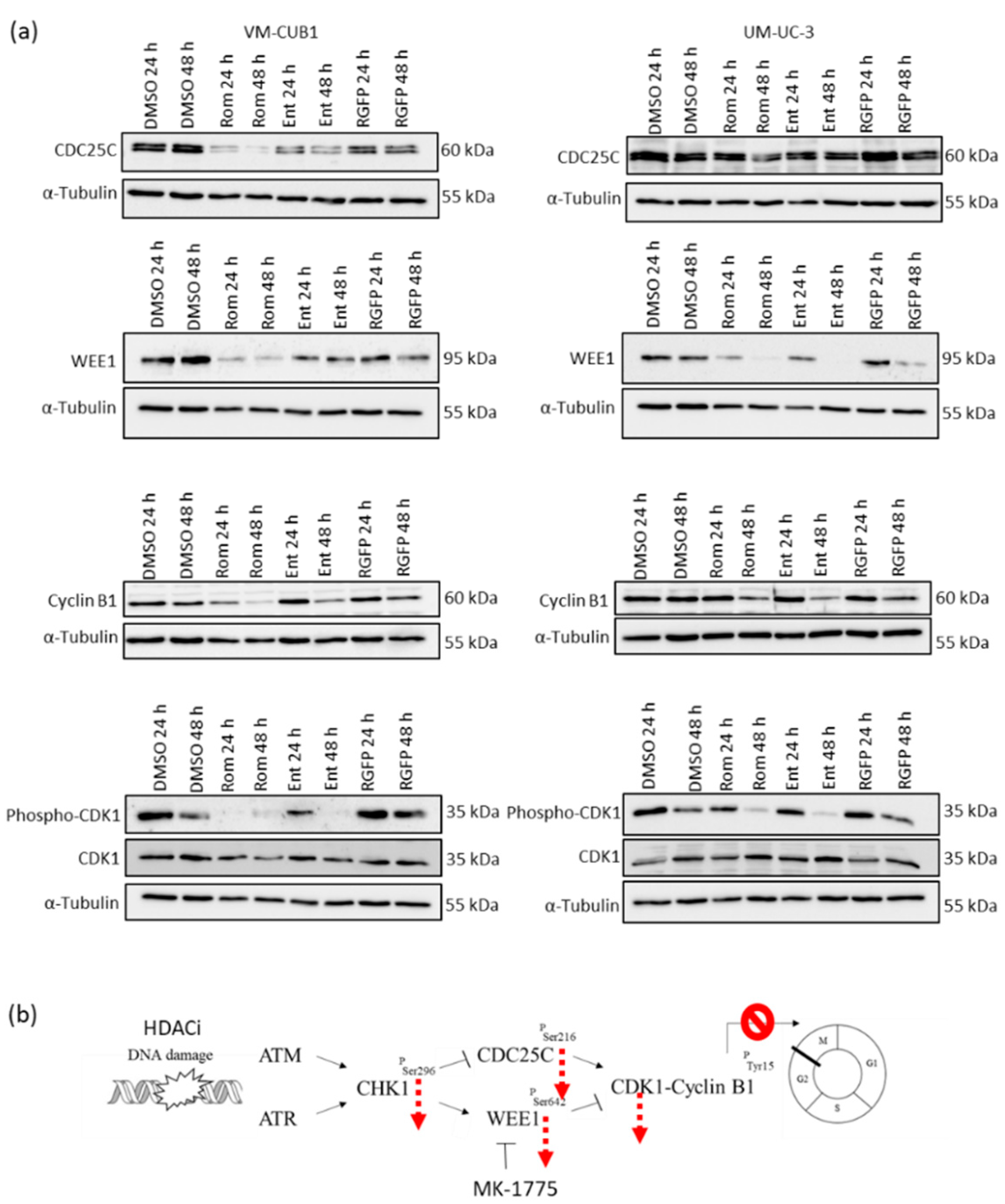 Genes 12 00260 g010 Genes 12 00260 g010
