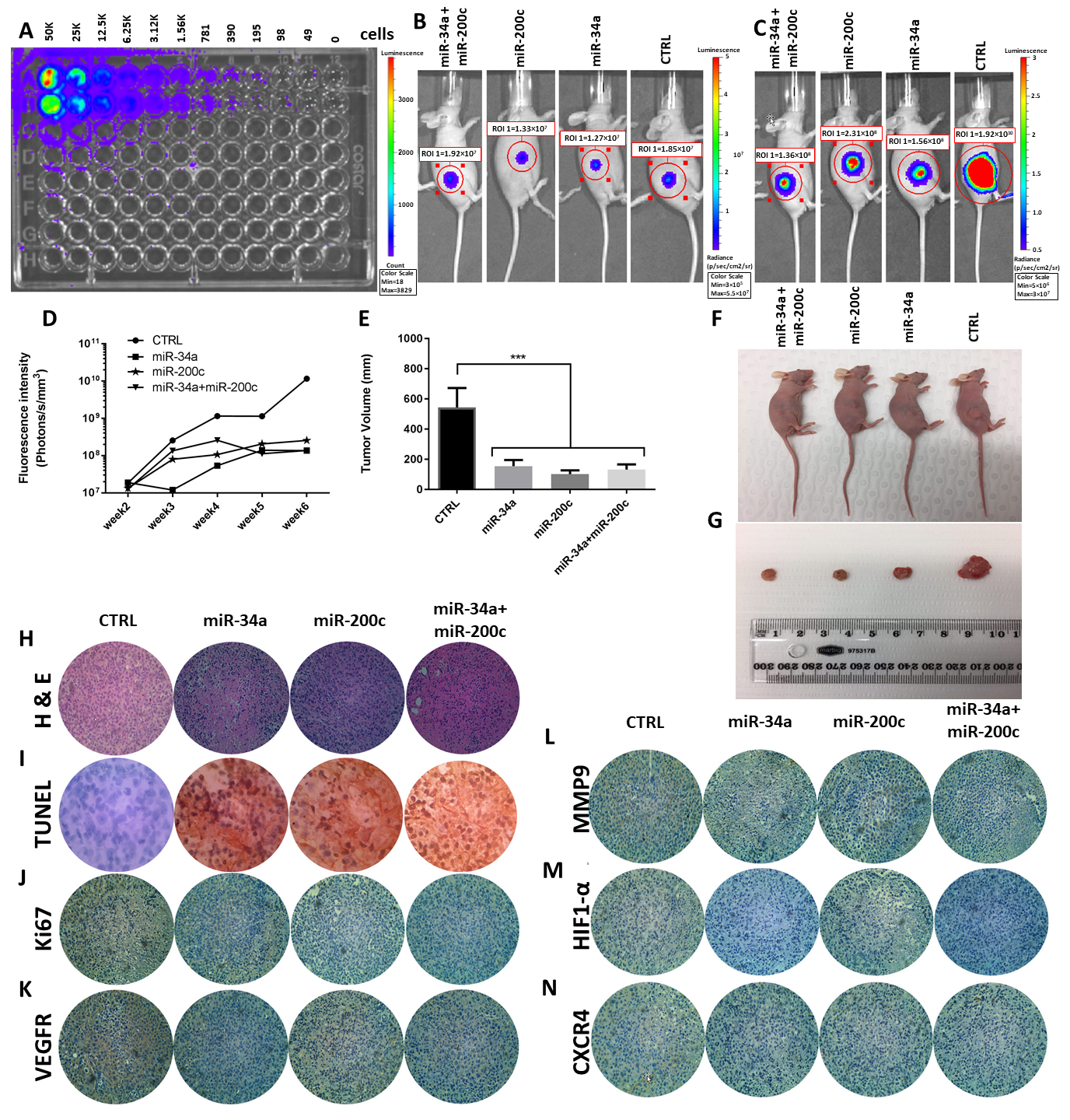Genes 12 00267 g005 Genes 12 00267 g005