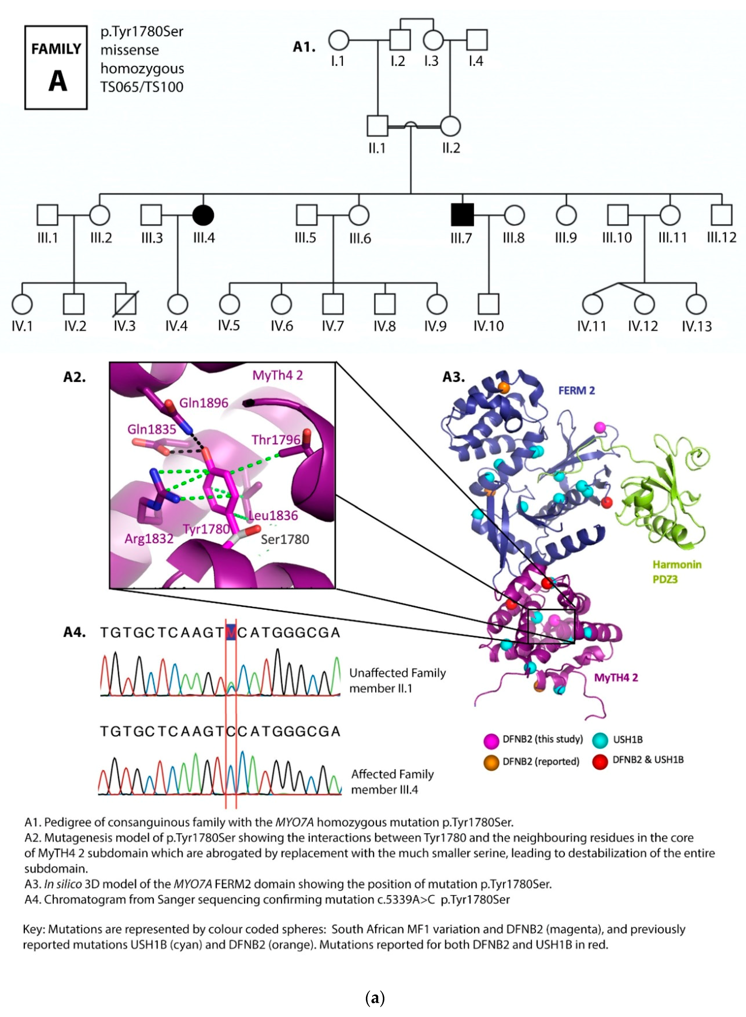 Genes 12 00274 g002a