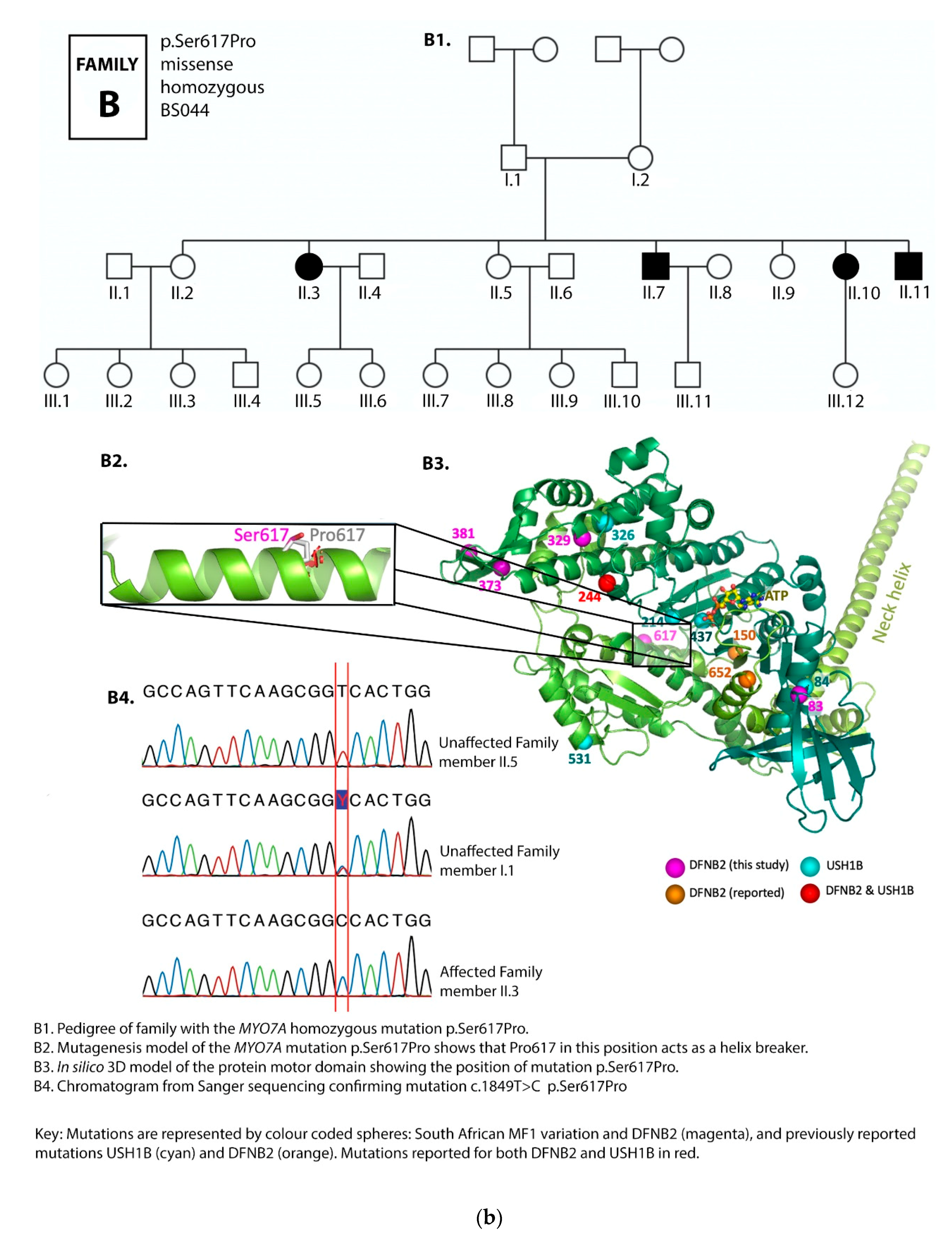 Genes 12 00274 g002b
