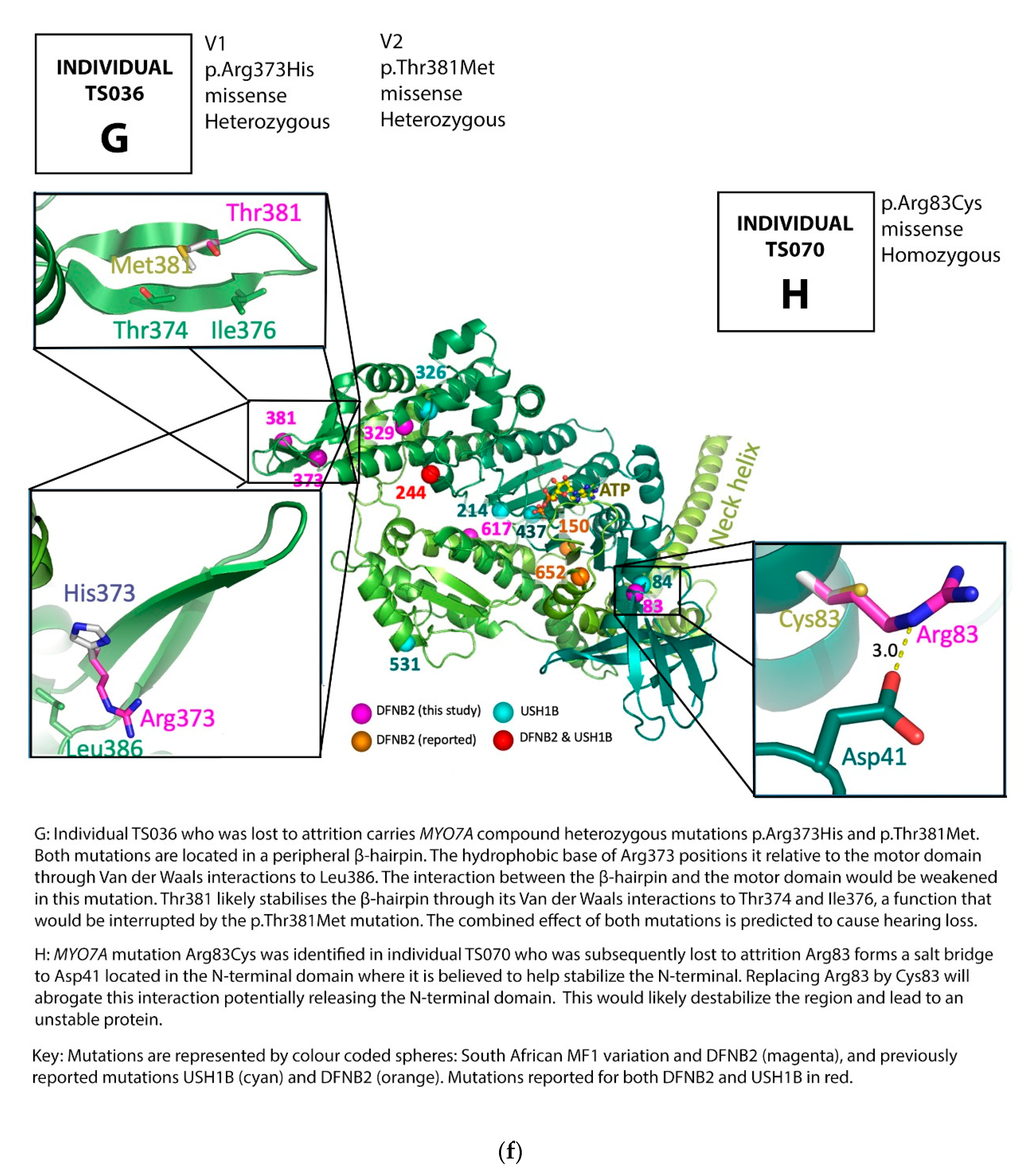 Genes 12 00274 g002f