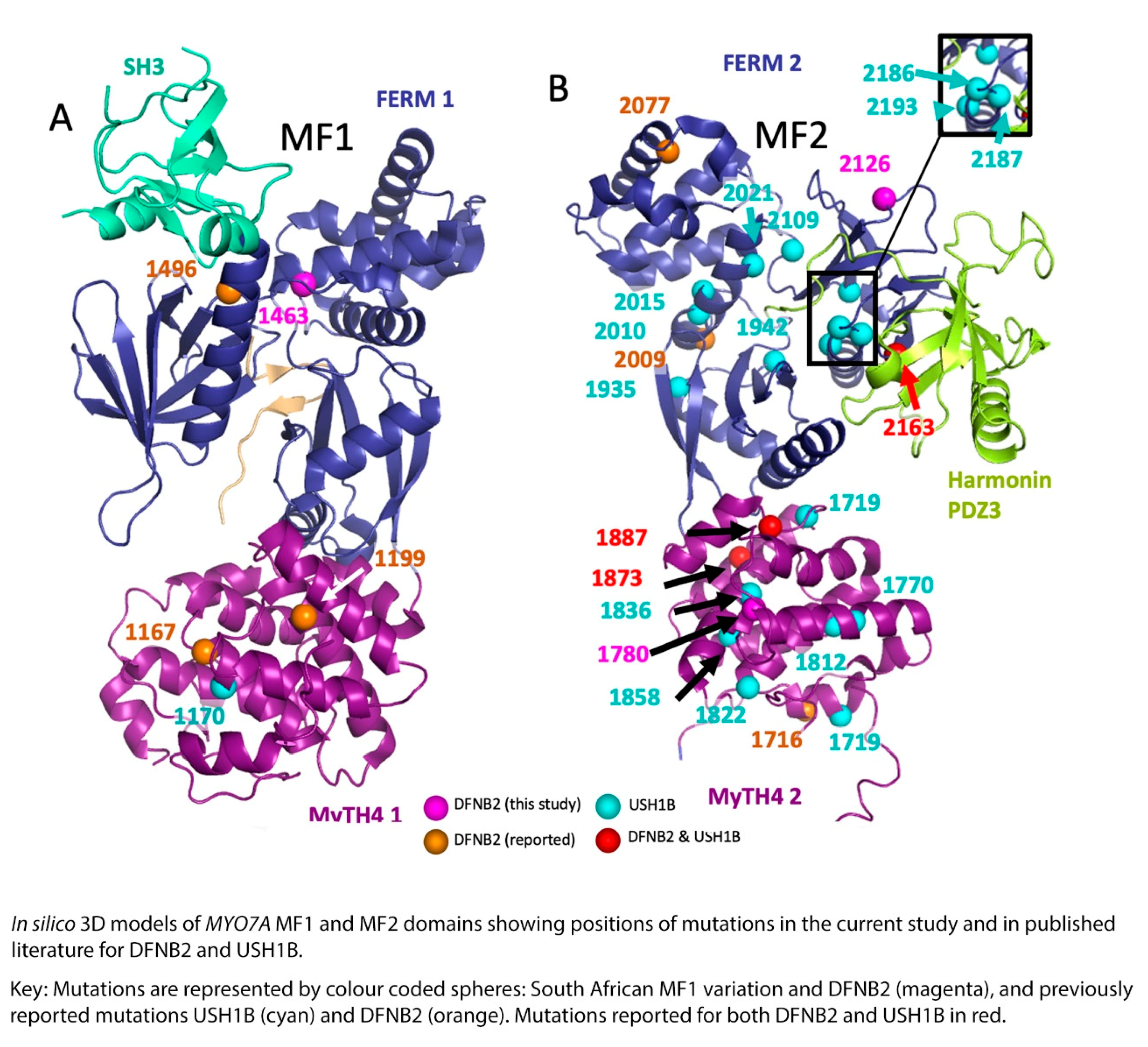 Spectrum of MYO7A Mutations in an Indigenous South African
