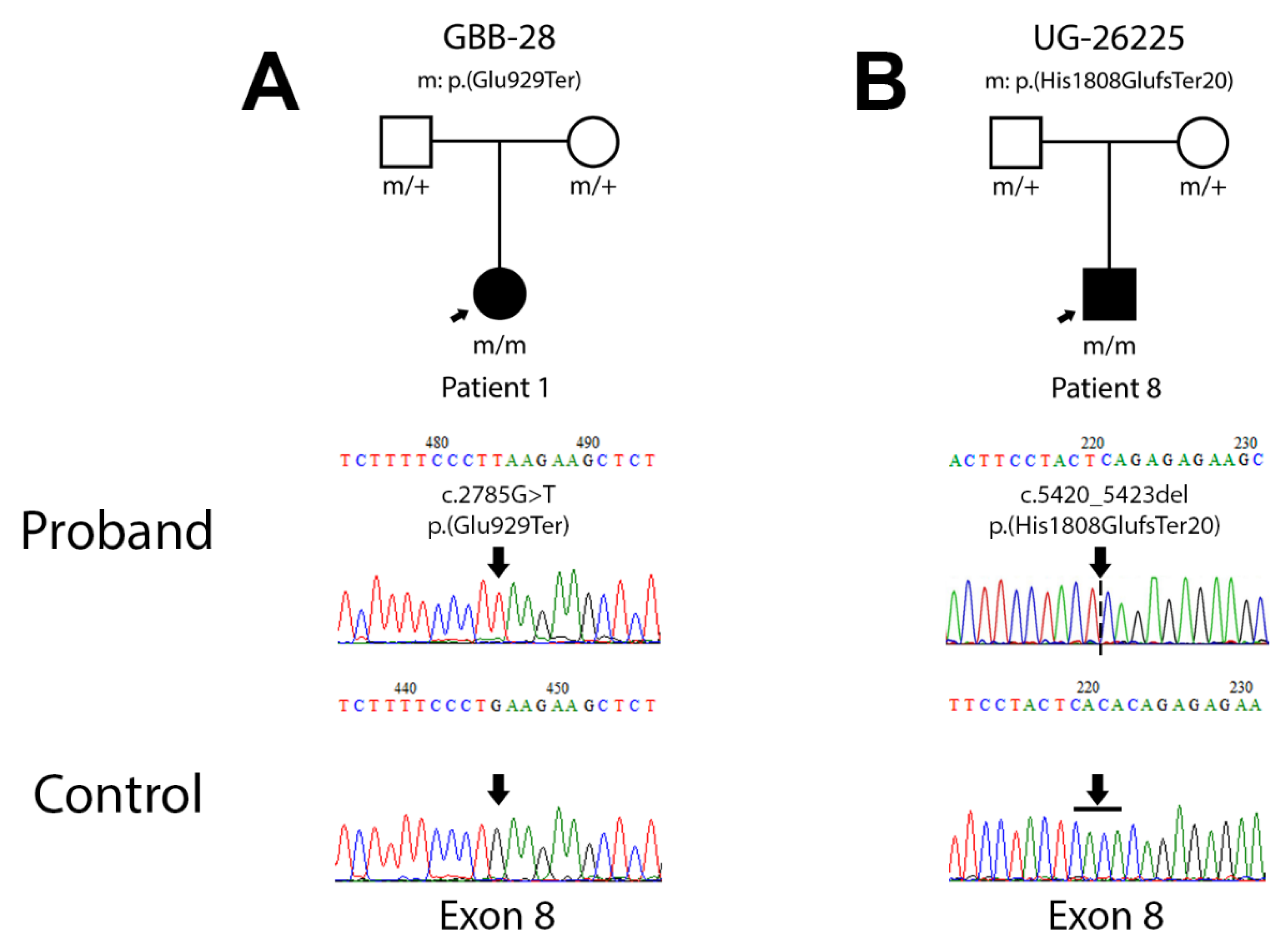 Genes 12 00282 g001 Genes 12 00282 g001