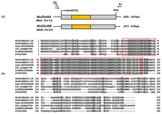 Genes Free Full Text Characterization Of The Ghd8 Flowering Time Gene In A Mini Core Collection Of Miscanthus Sinensis Html