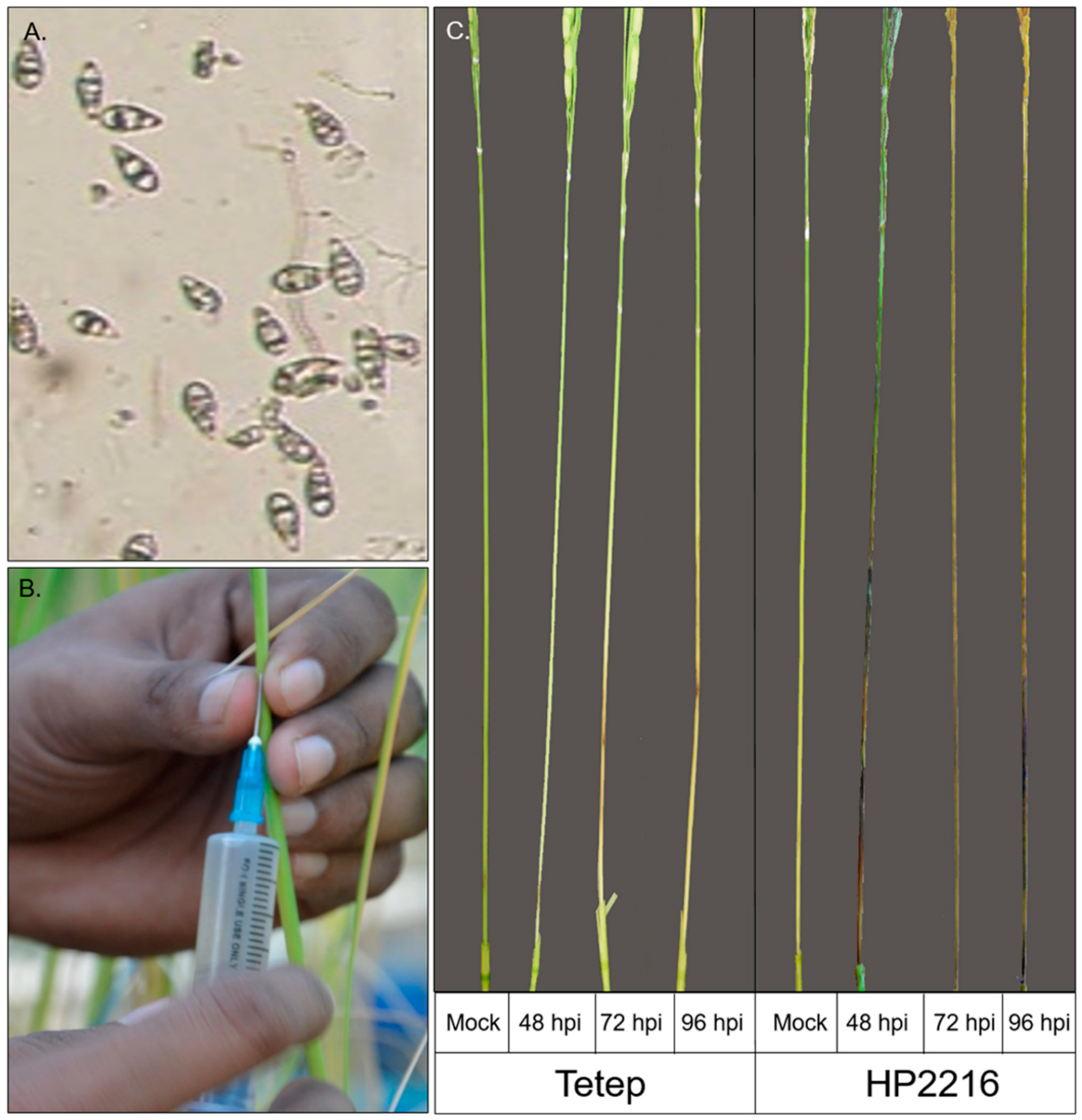 Genes 12 00301 g001 Genes 12 00301 g001