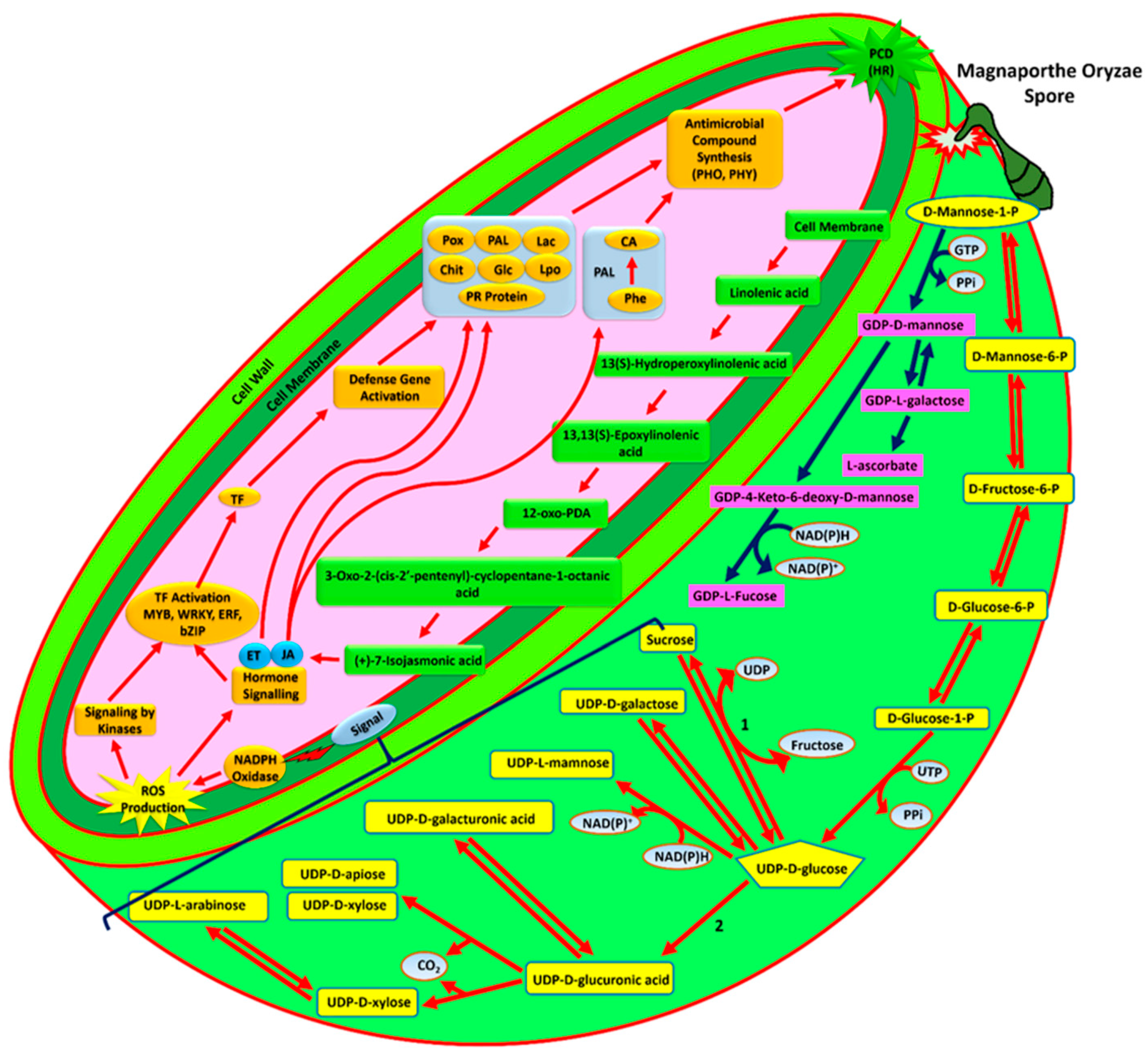 Genes 12 00301 g006 Genes 12 00301 g006