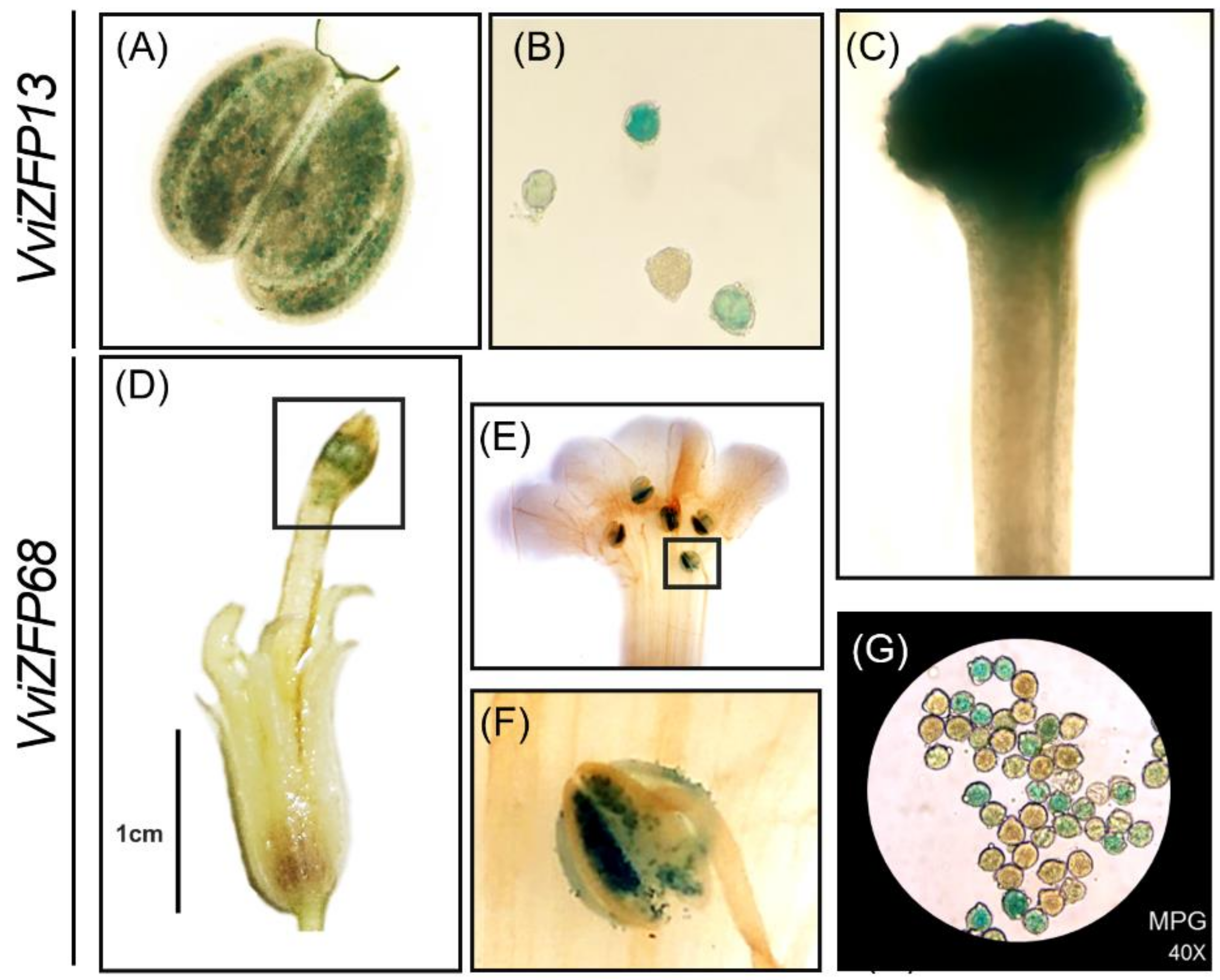 Genes 12 00302 g009 Genes 12 00302 g009