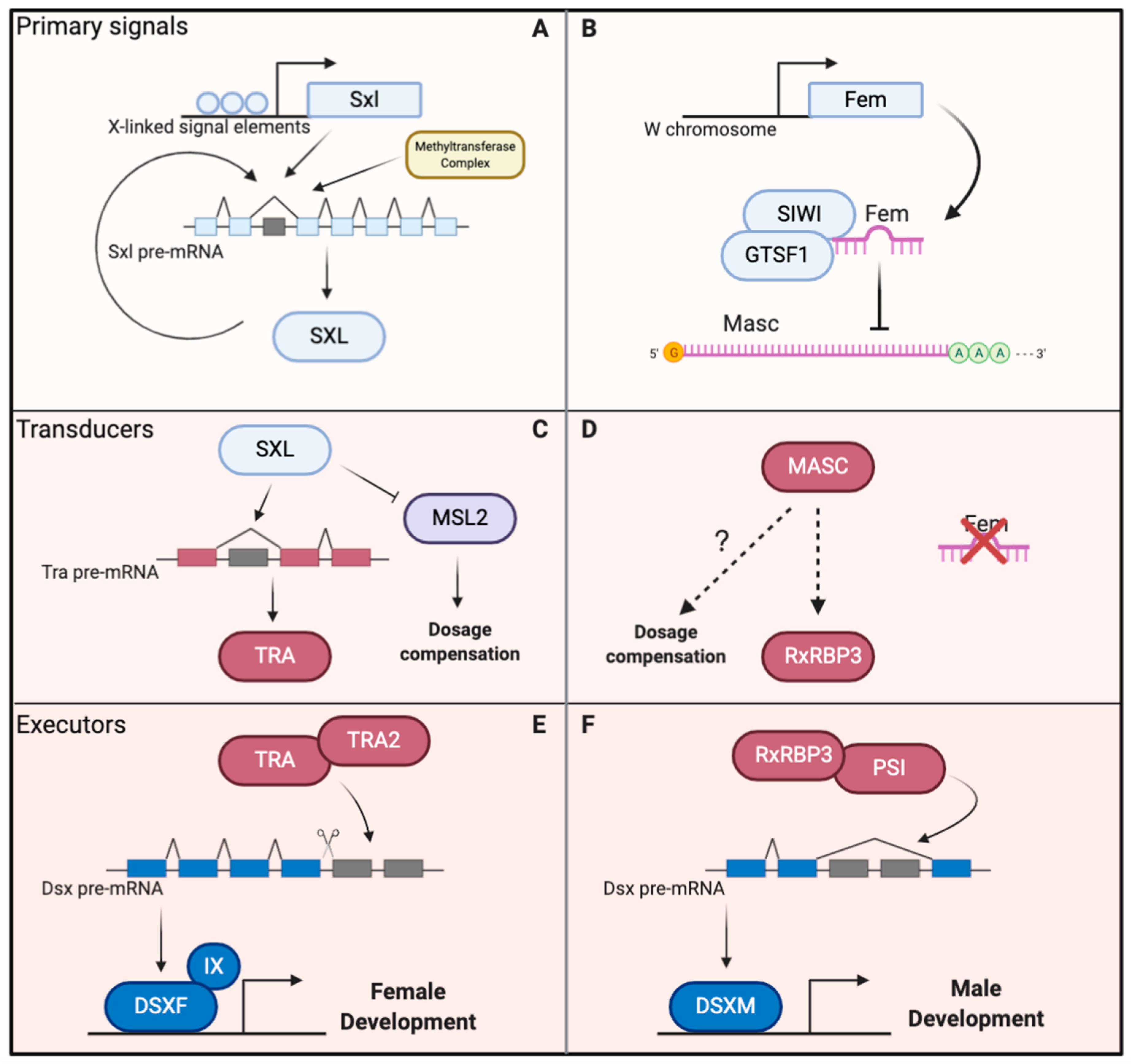 The Sex Determination Cascade in the Silkworm