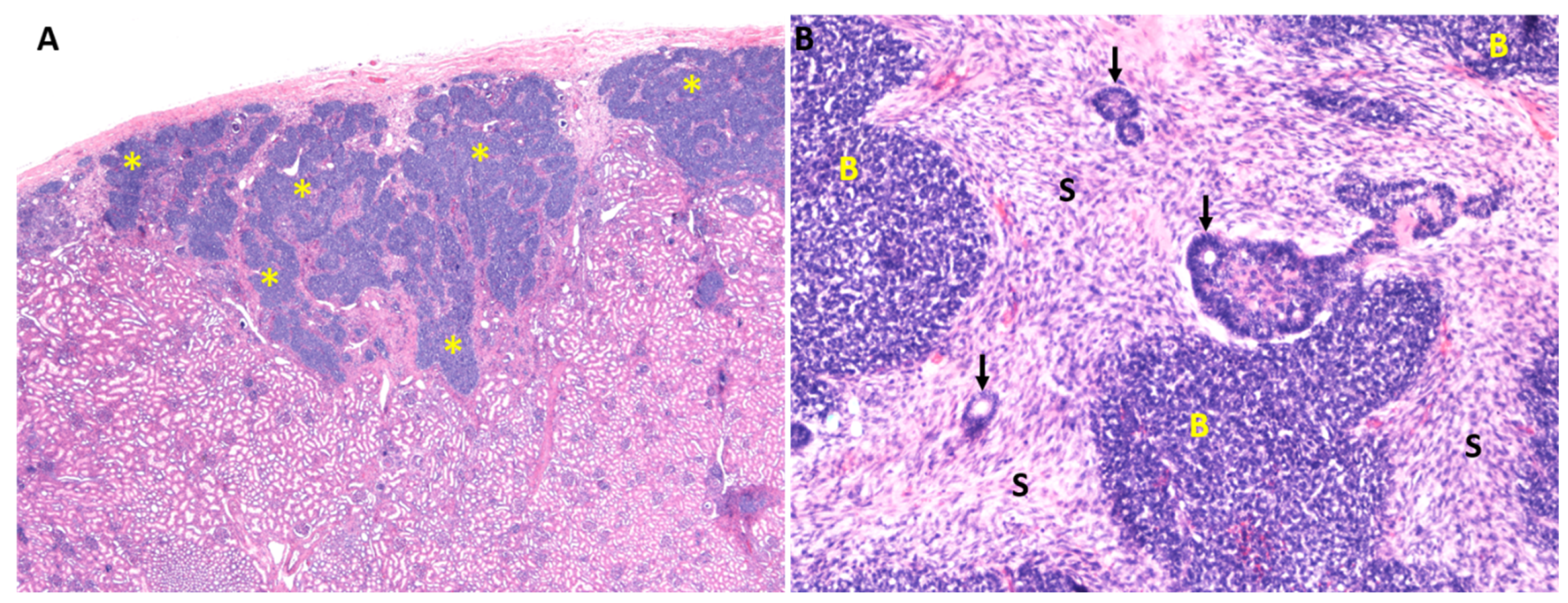 Genes 12 00318 g001