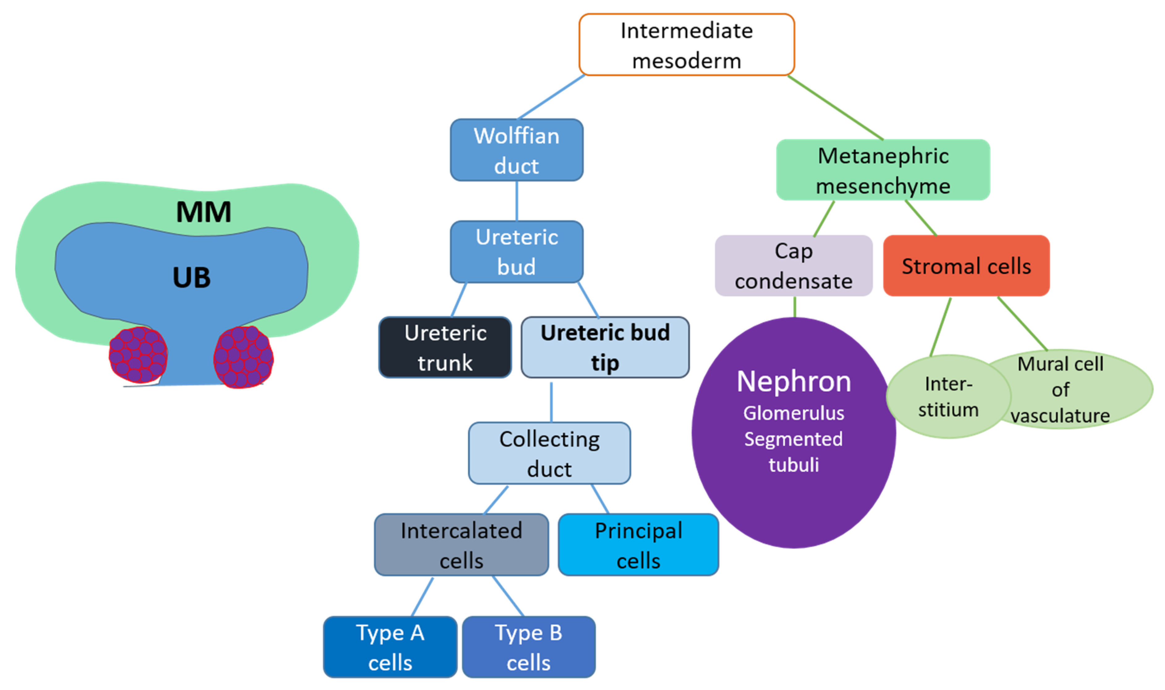Genes 12 00318 g002