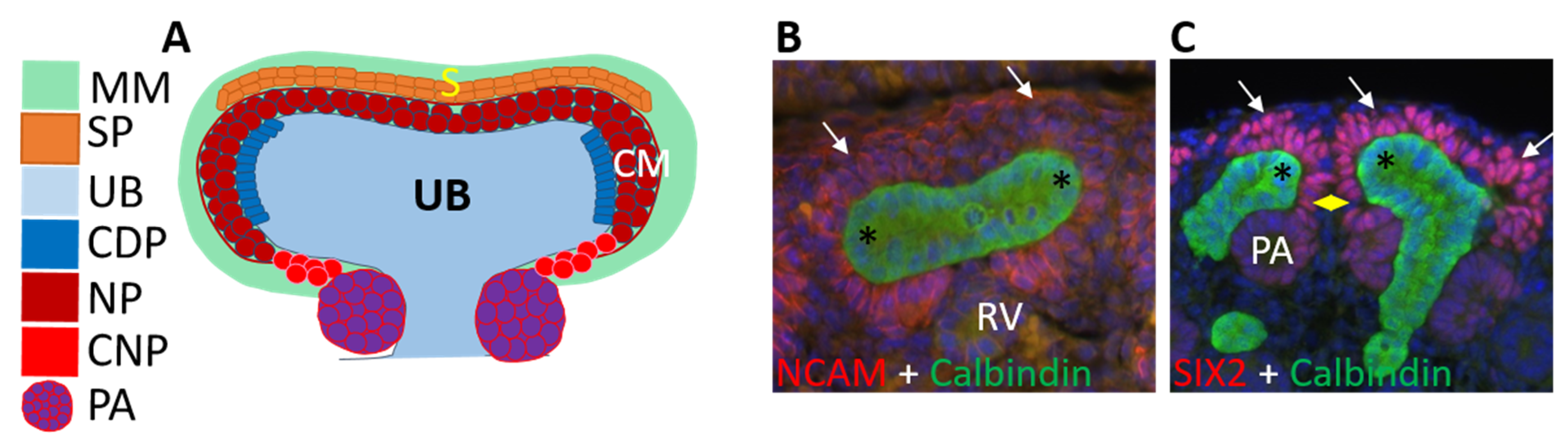 Genes 12 00318 g003