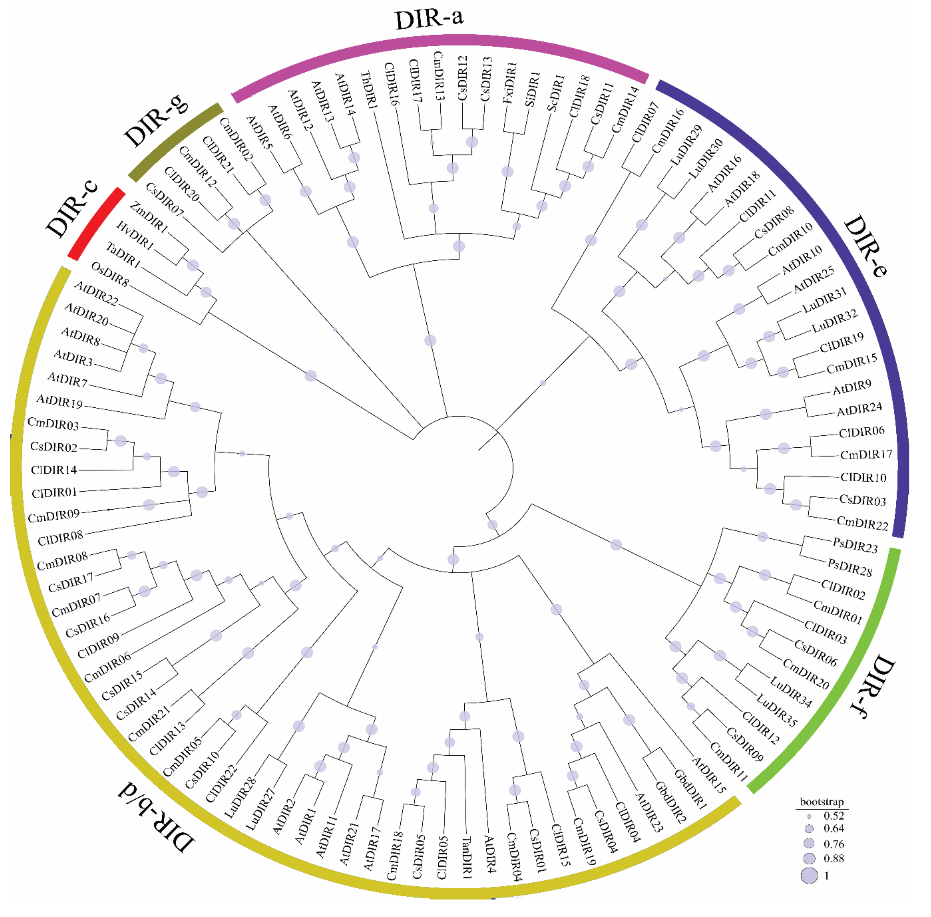 Genes 12 00326 g001 Genes 12 00326 g001