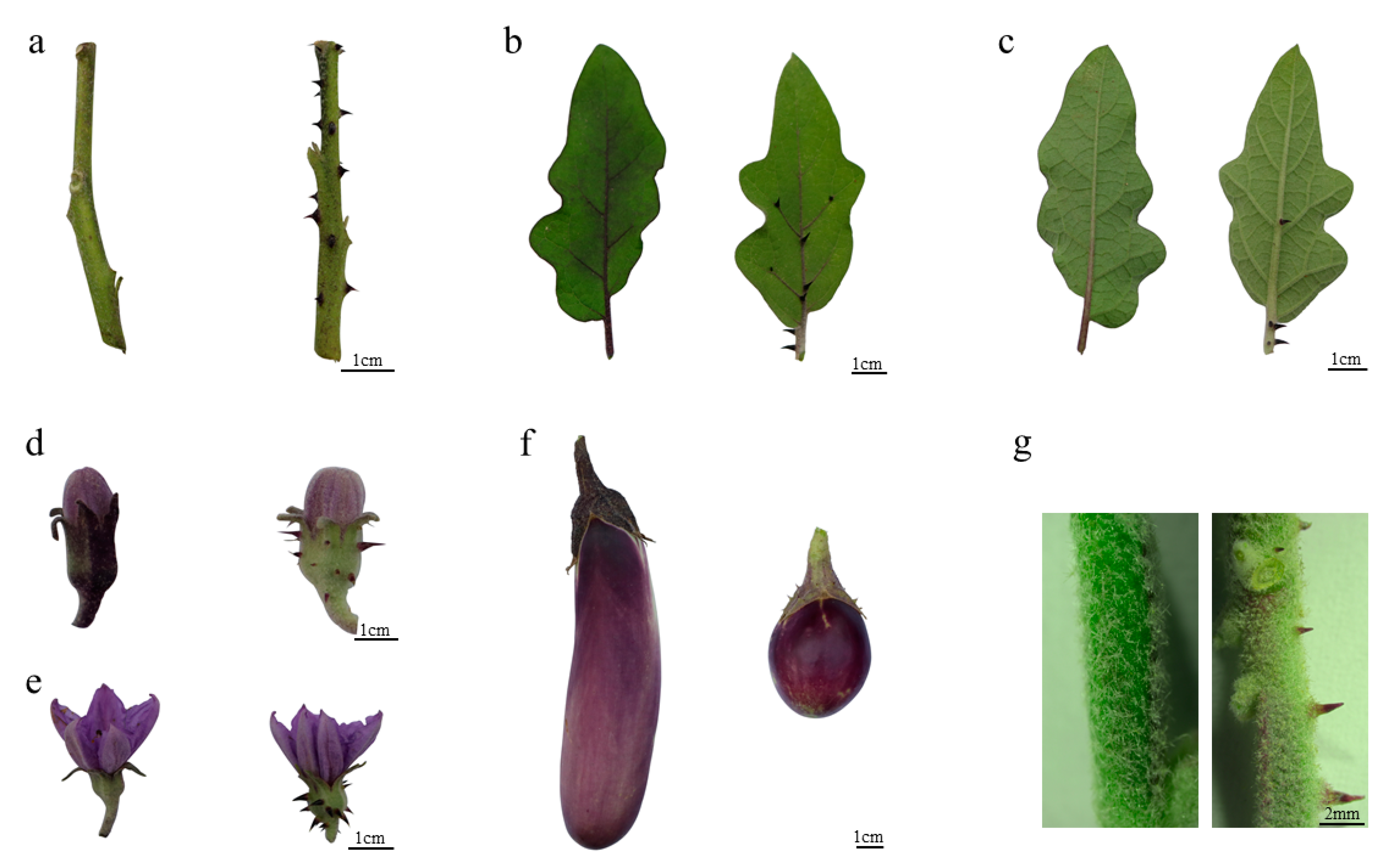 Genes 12 00341 g001 Genes 12 00341 g001