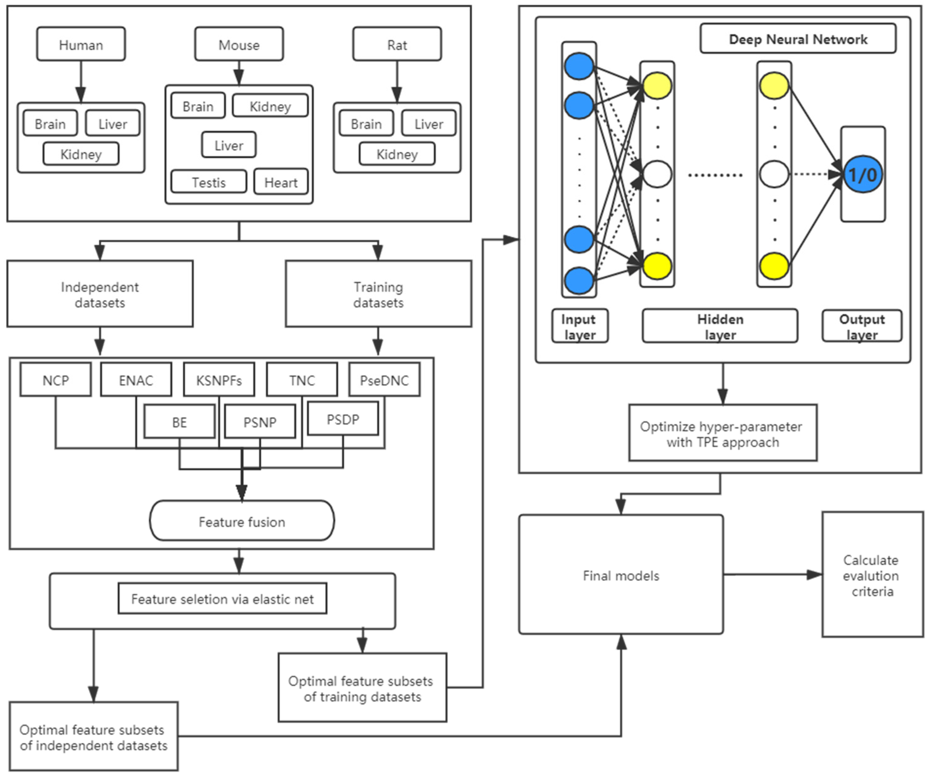 正式的 DNN-m6A: N6 RNA Identifying for Method Cross-Species A クッション・座布団