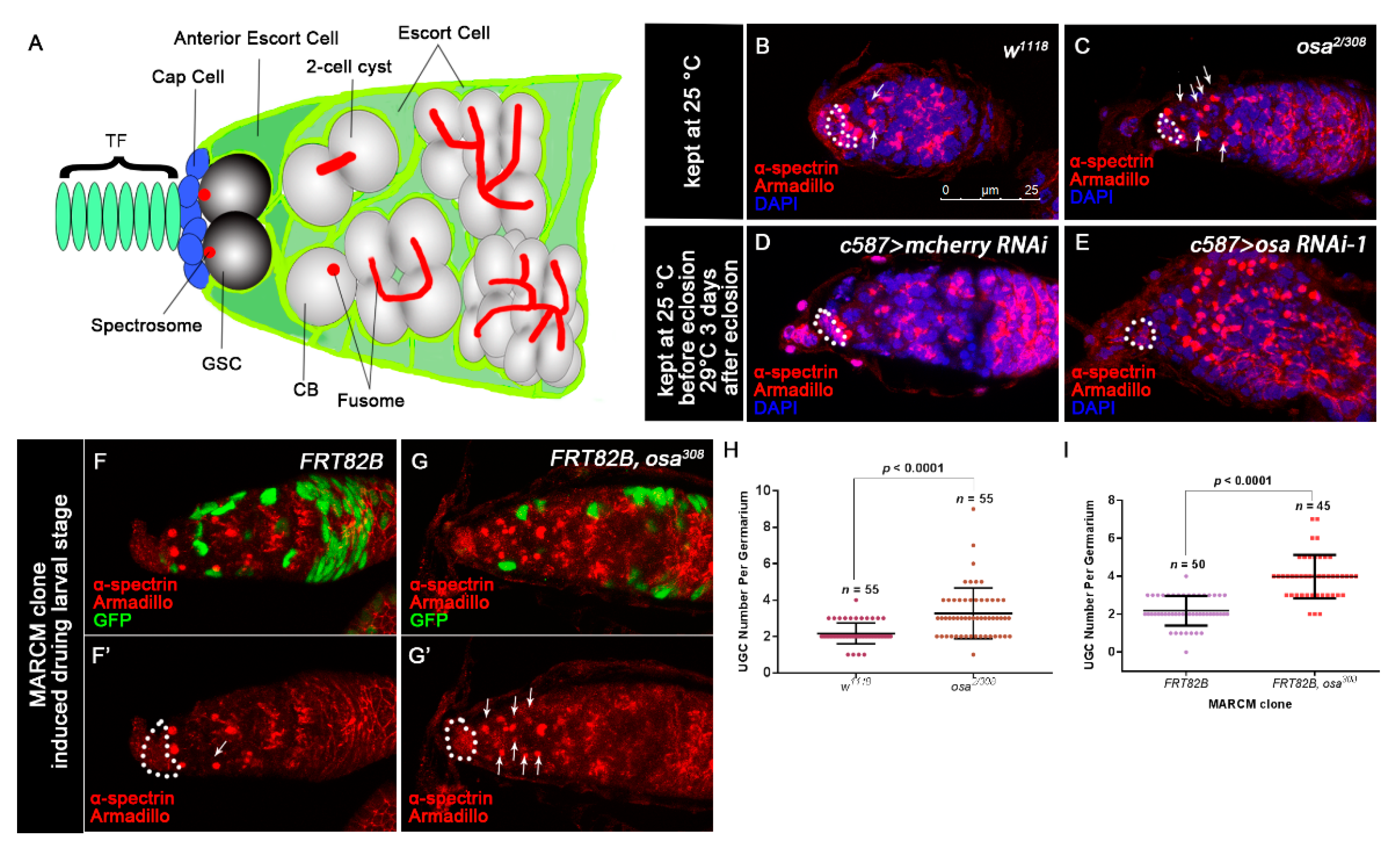 Genes 12 00363 g001