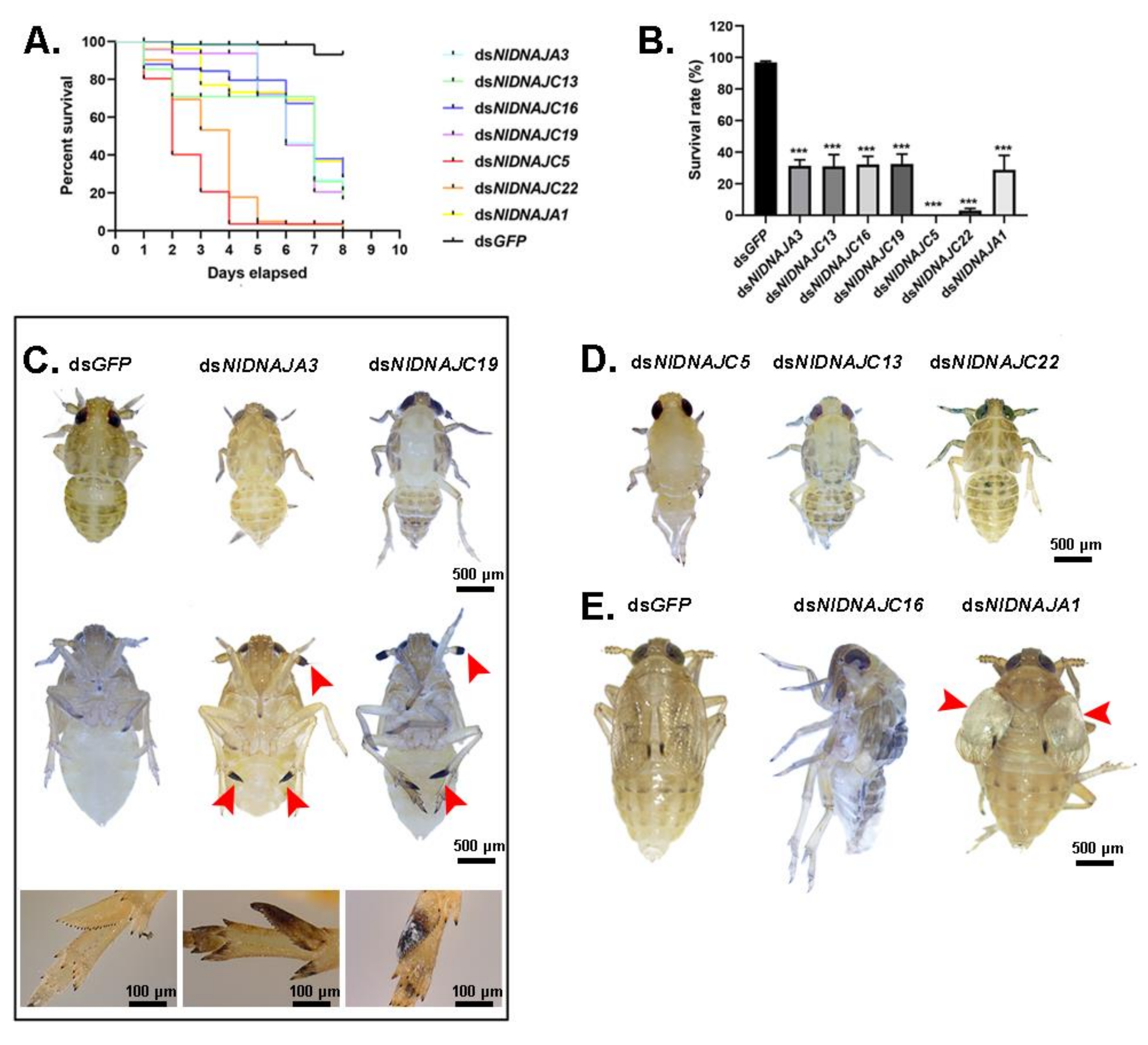 Genes 12 00394 g009 Genes 12 00394 g009