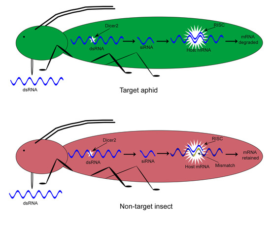 Genes | Free Full-Text | Non-Target Effects of dsRNA Molecules in ...