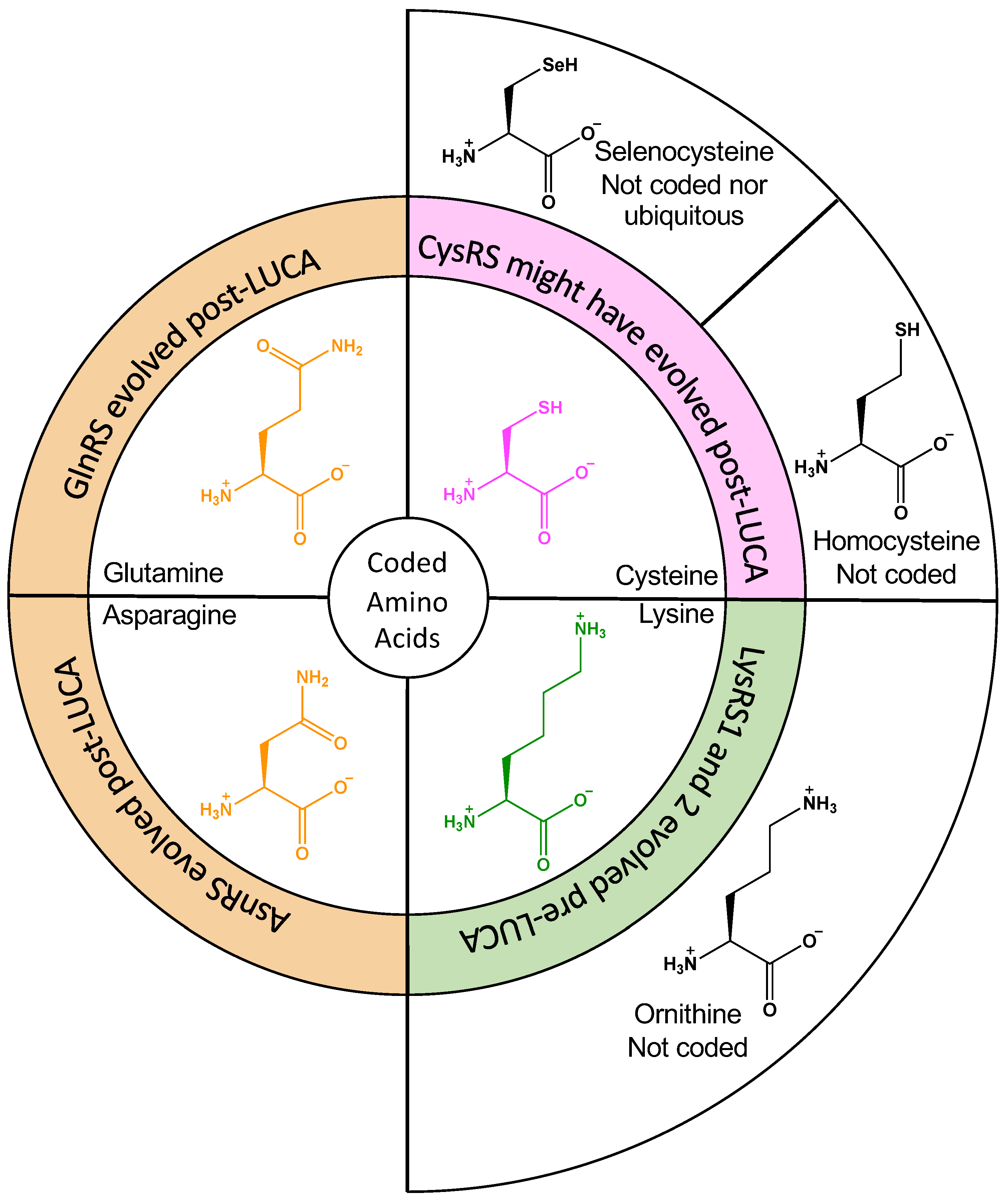 Genes | Free Full-Text | Did Amino Acid Side Chain Reactivity 