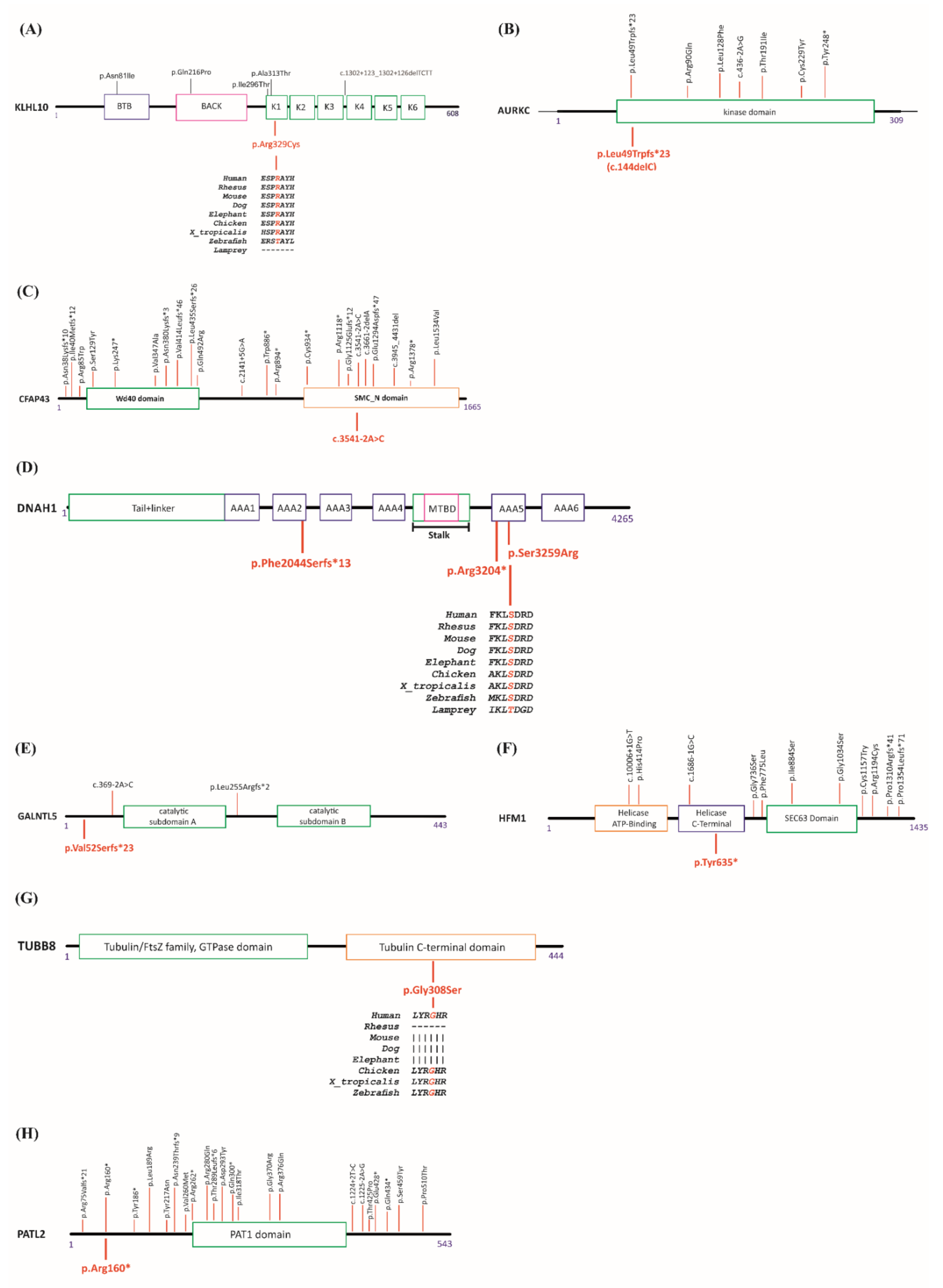 Genes 12 00410 g001 Genes 12 00410 g001