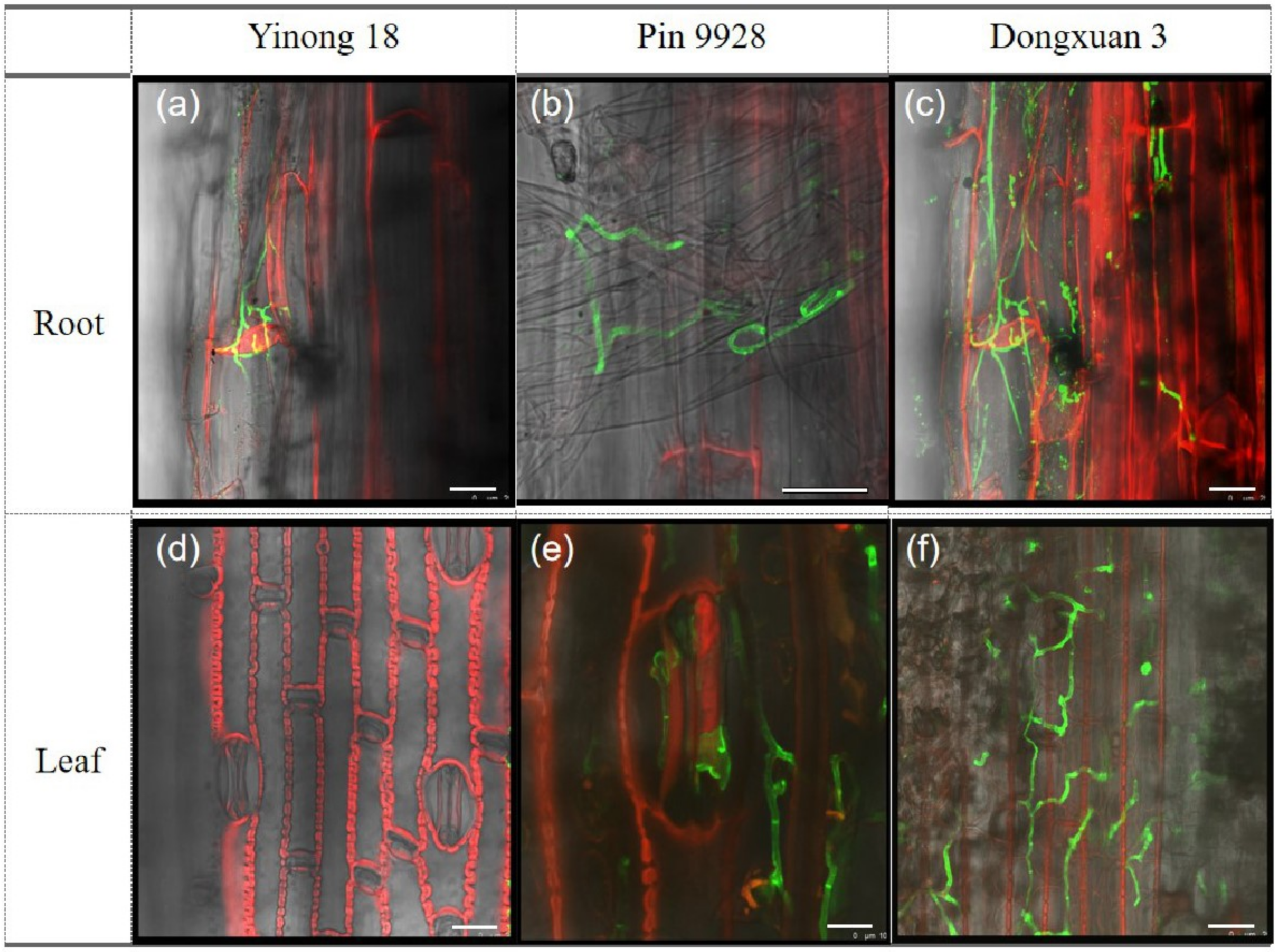 Genes 12 00425 g003 Genes 12 00425 g003