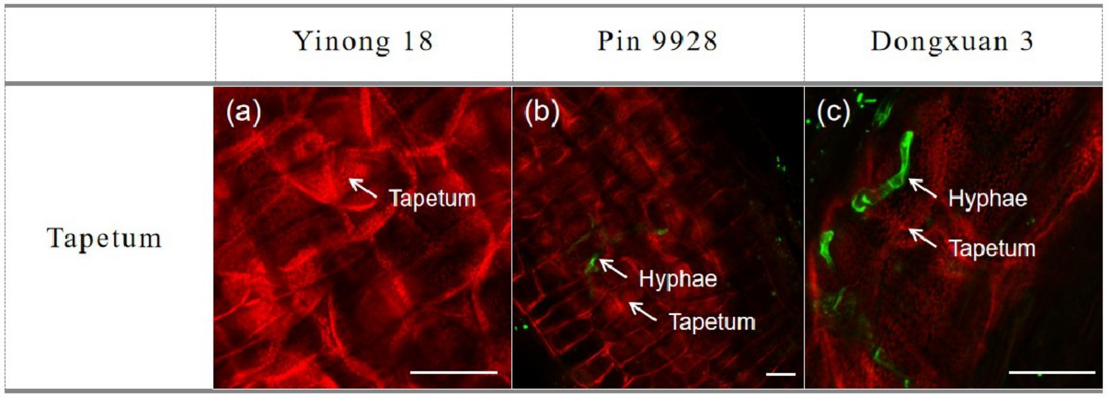Genes 12 00425 g004 Genes 12 00425 g004
