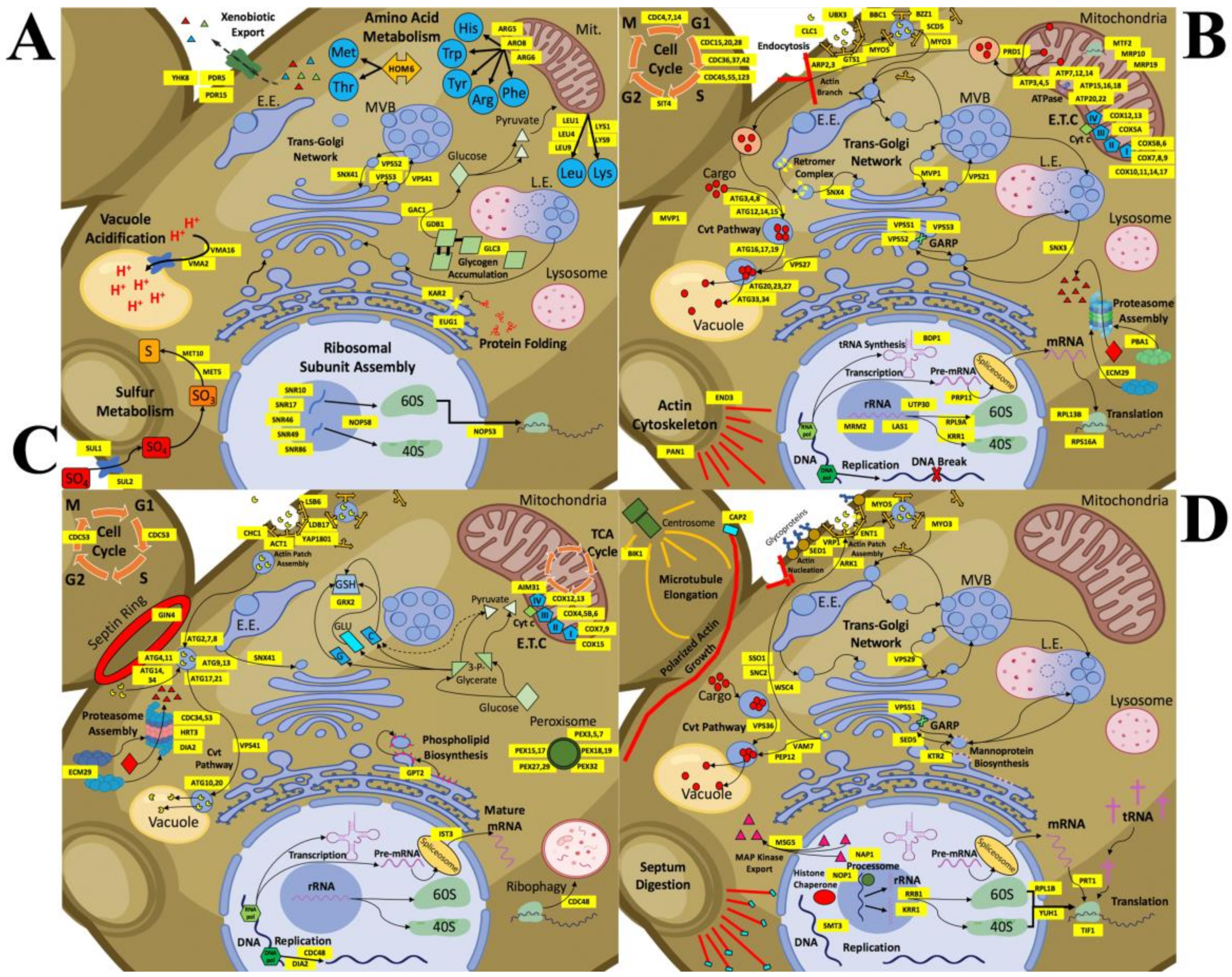 Genes 12 00428 g006 Genes 12 00428 g006
