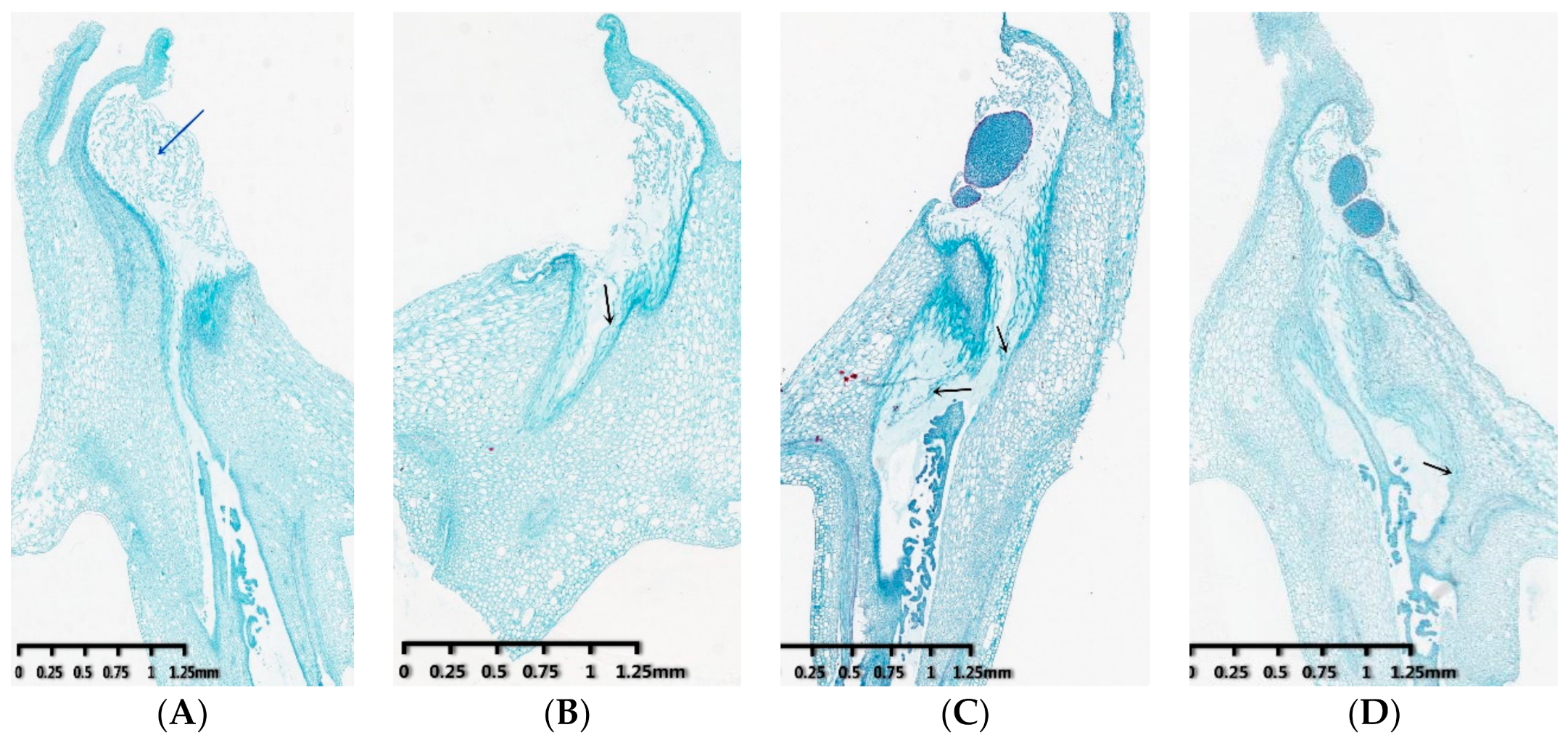 Genes 12 00432 g001a
