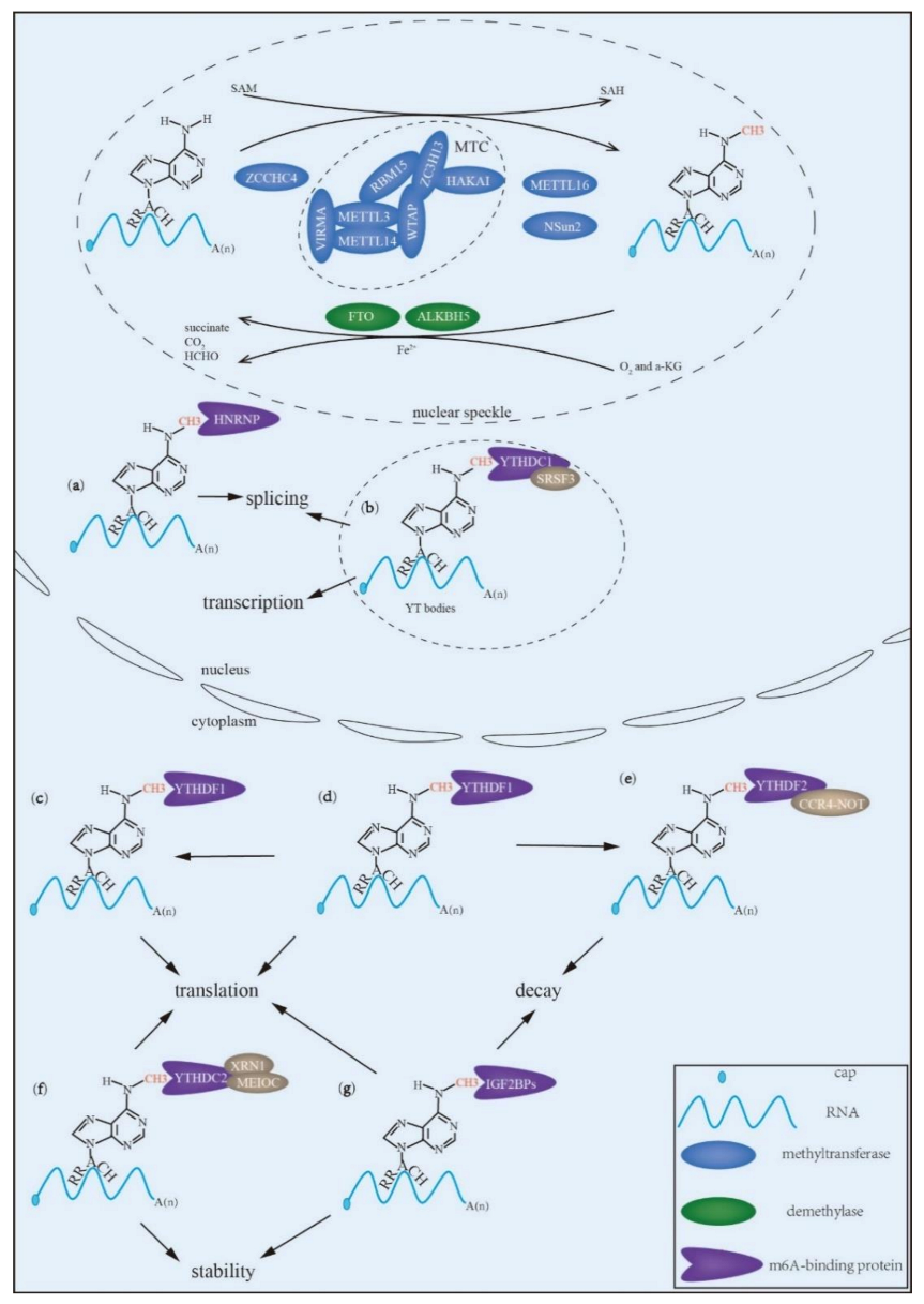 The Important Role of N6-methyladenosine RNA Modification in