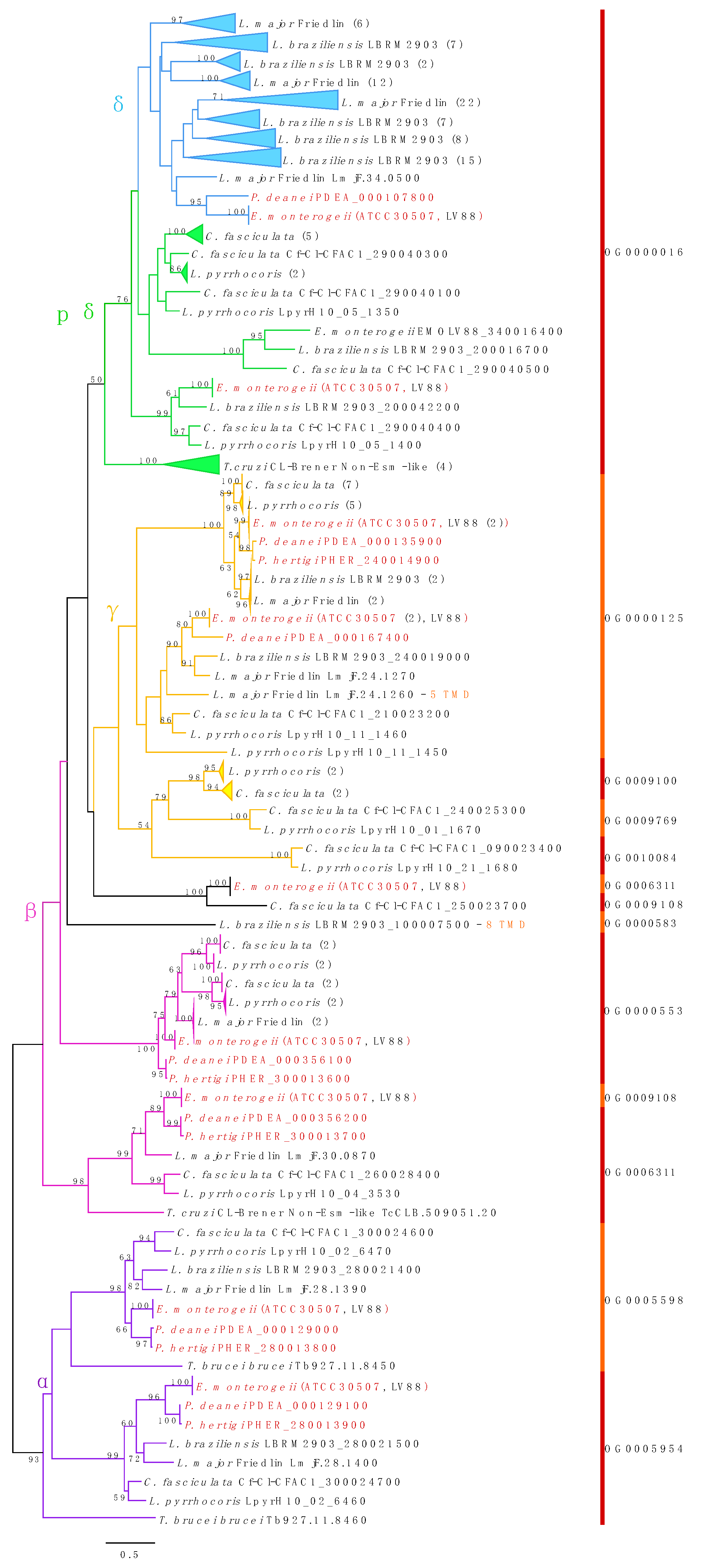 Genes | Free Full-Text | Genome Analysis of Endotrypanum and 