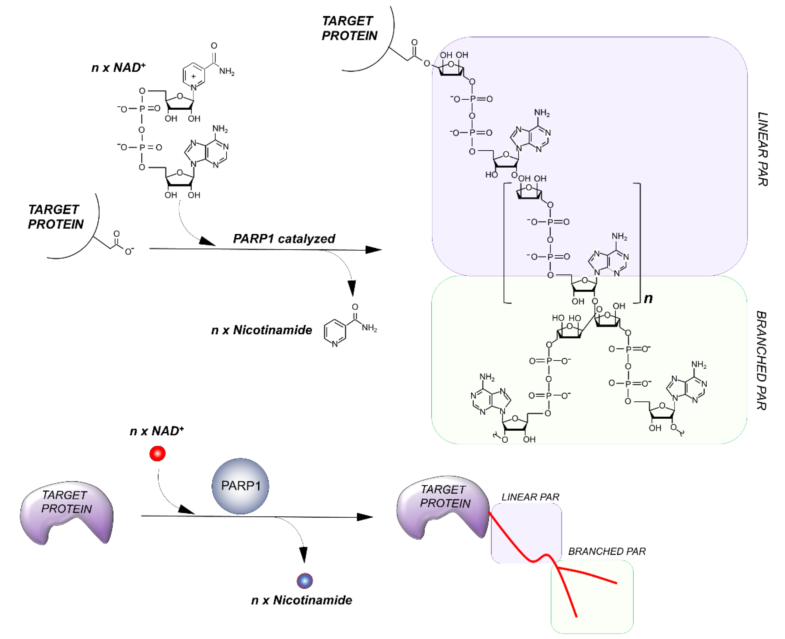 Genes 12 00446 g002