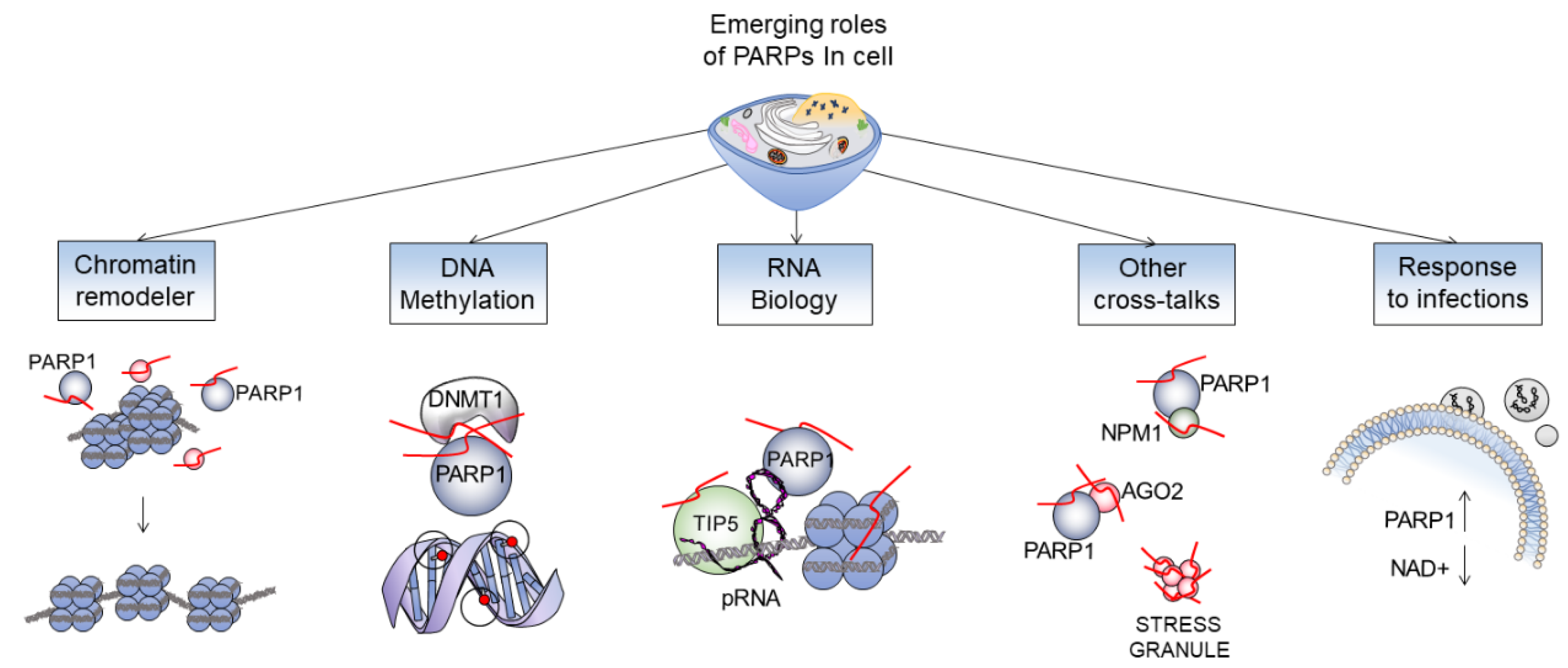 Genes 12 00446 g003