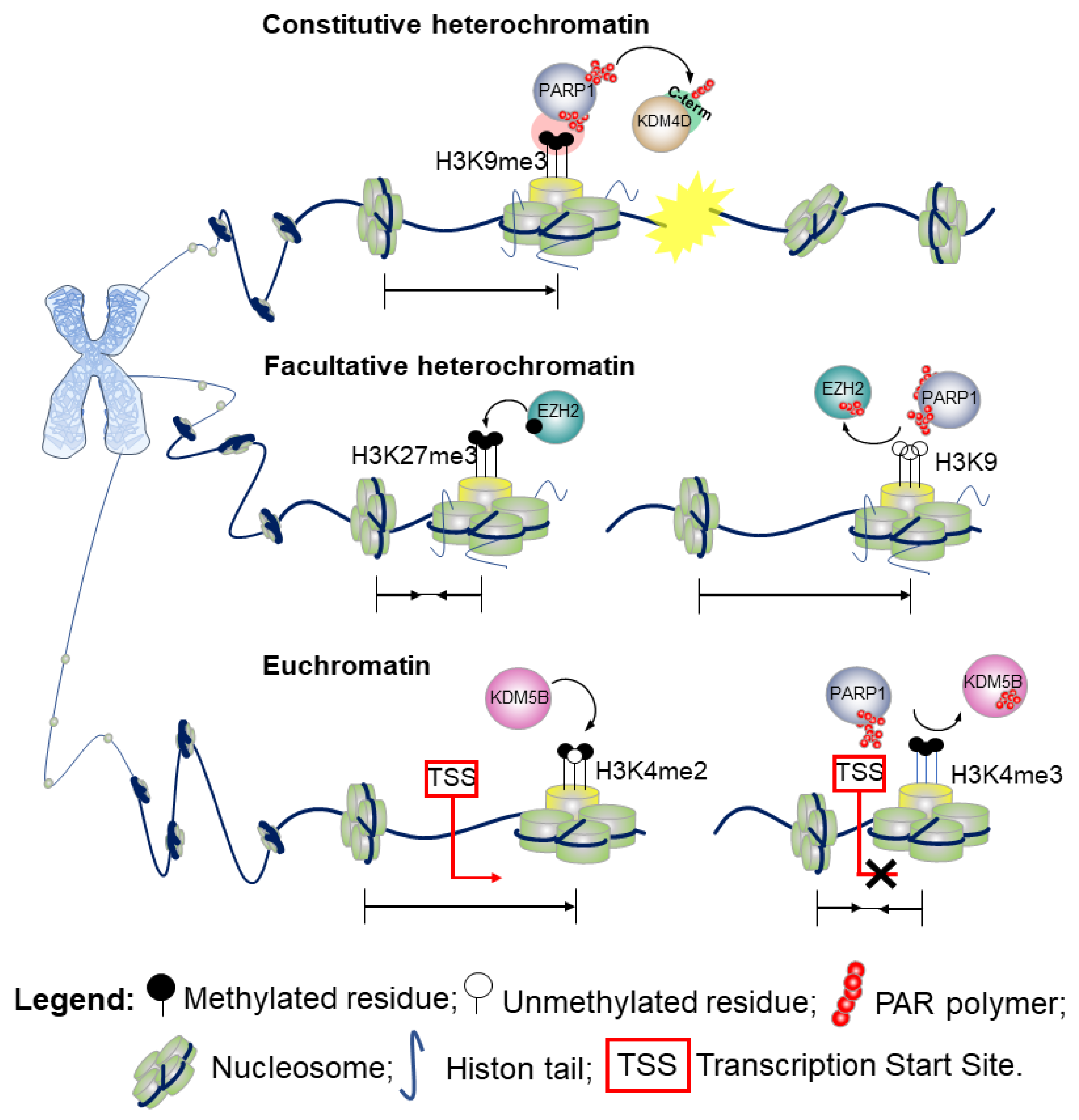 Genes 12 00446 g004